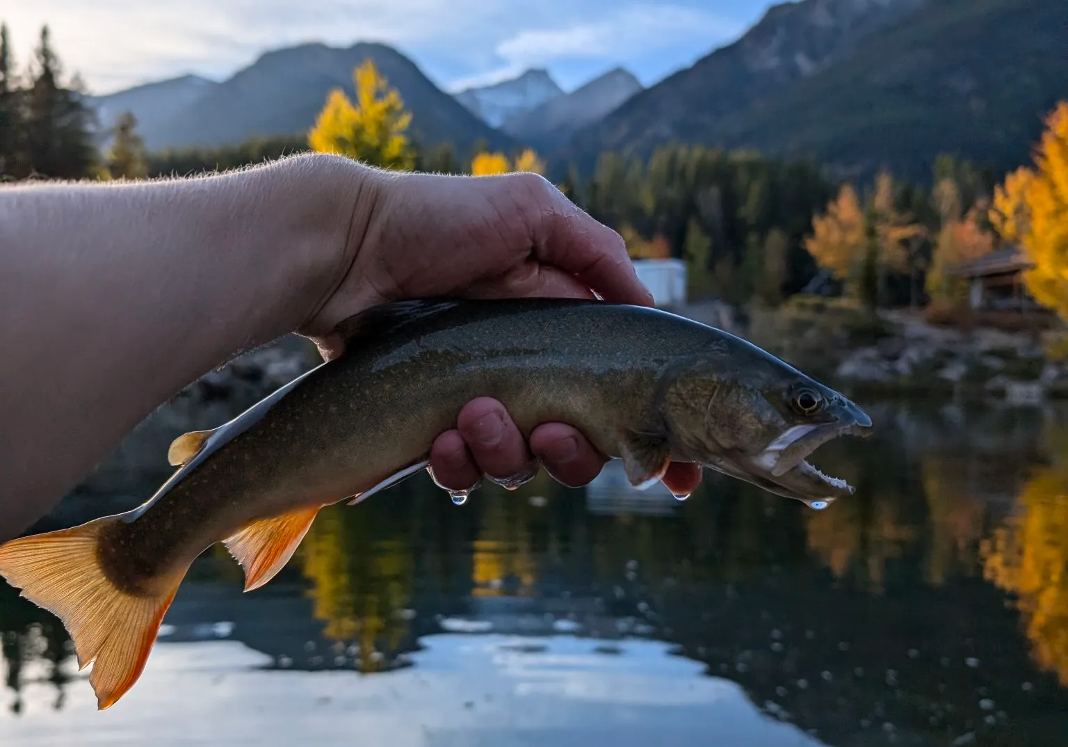 Bull trout