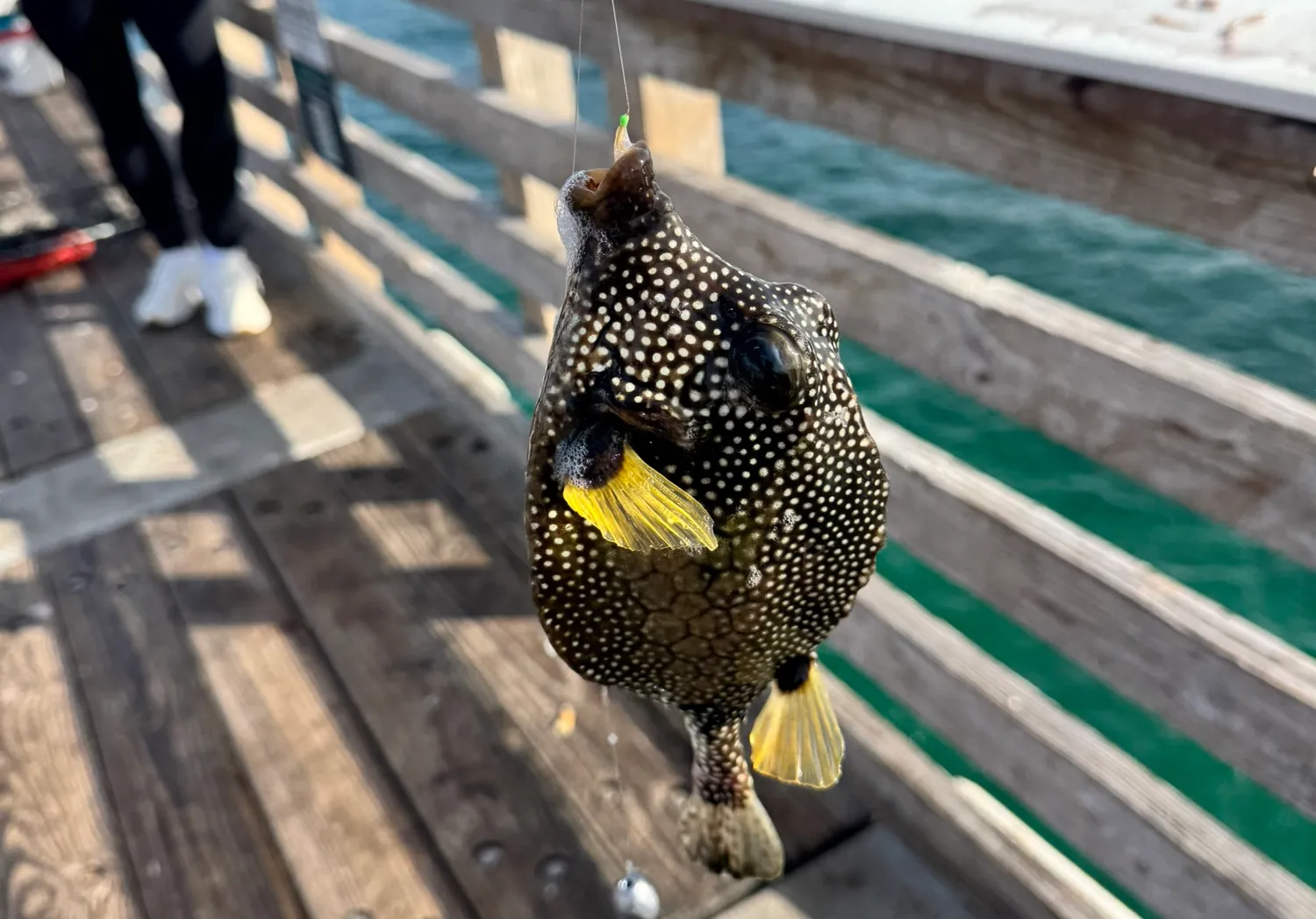 Smooth trunkfish