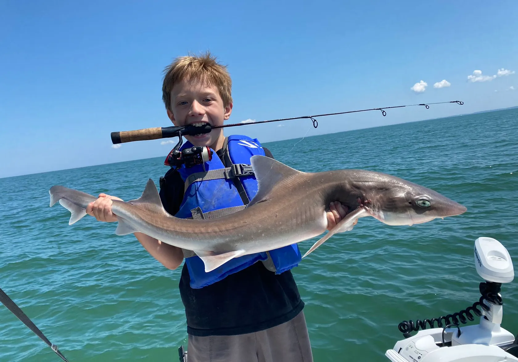 Dusky smooth-hound