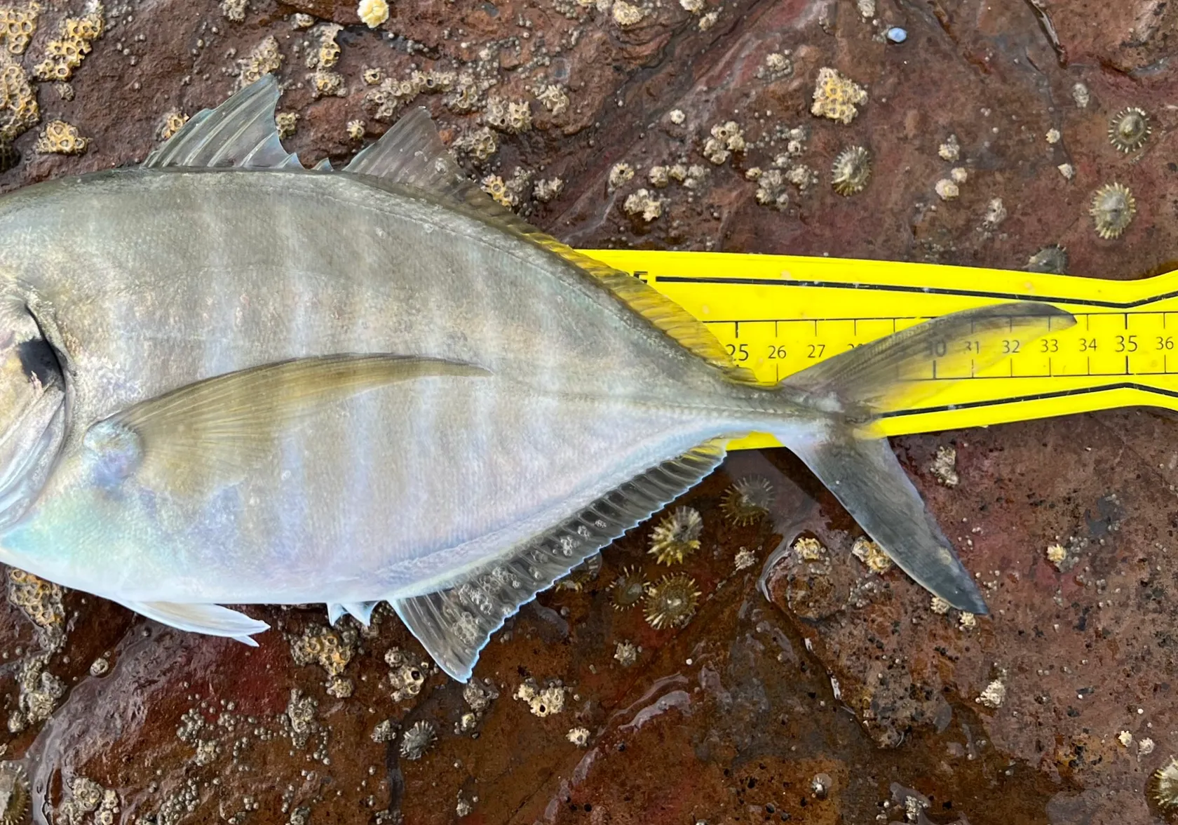 White trevally