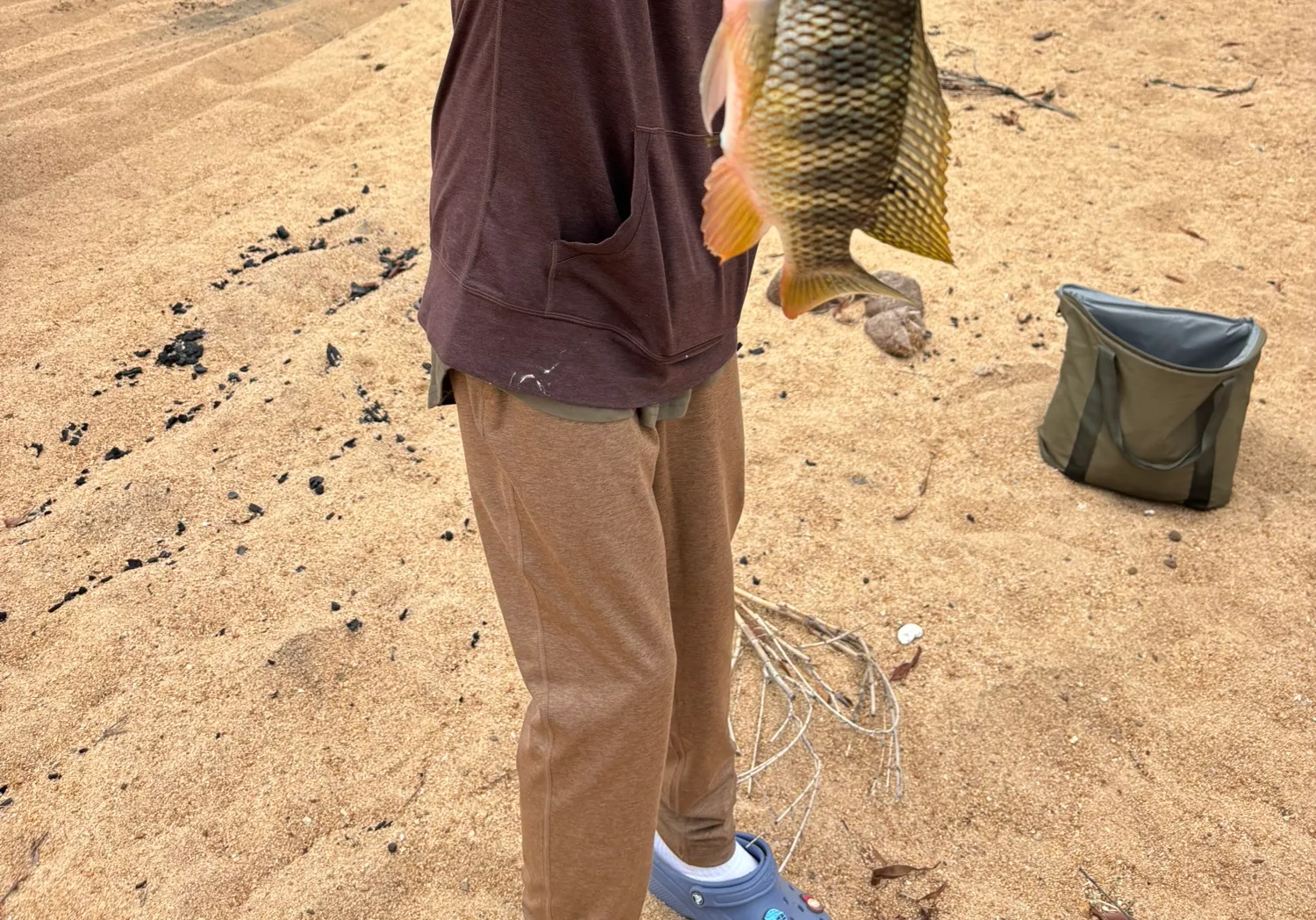 Redbreast tilapia