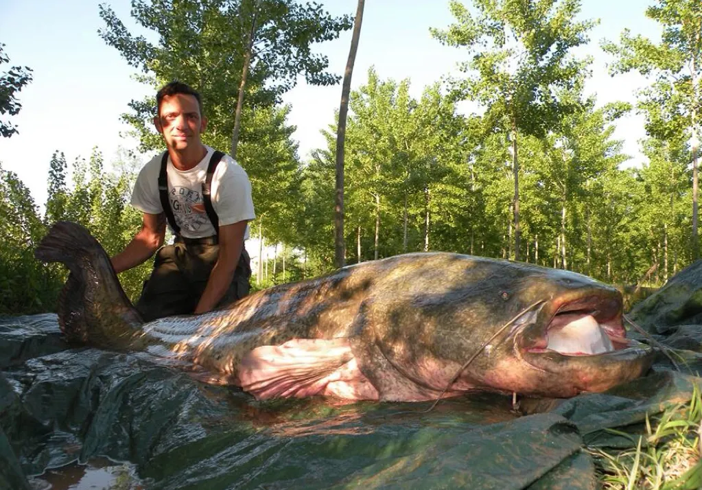 Wels catfish