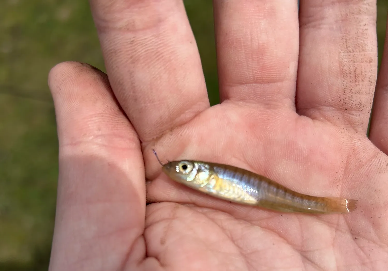 Banded killifish