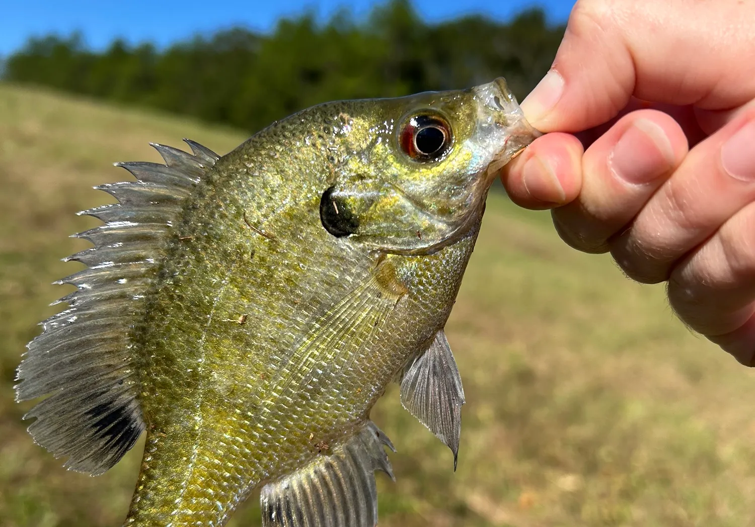 Warmouth x bluegill