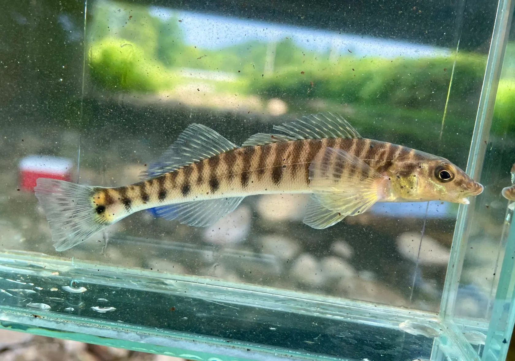 Common logperch