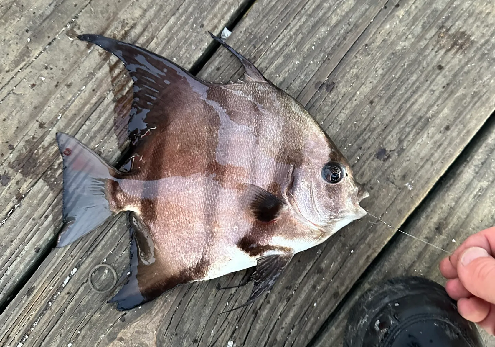 Atlantic spadefish