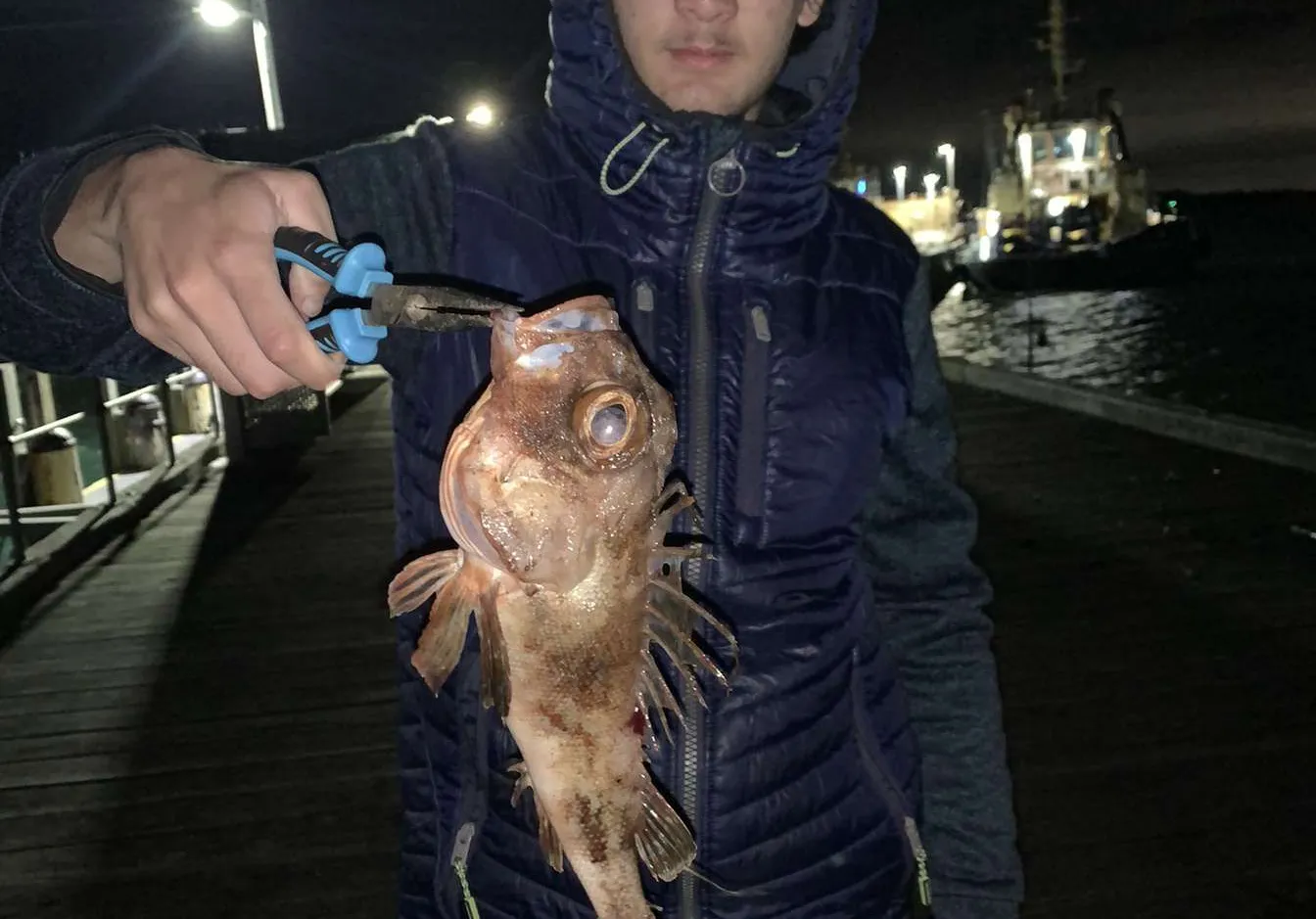 Common gurnard perch