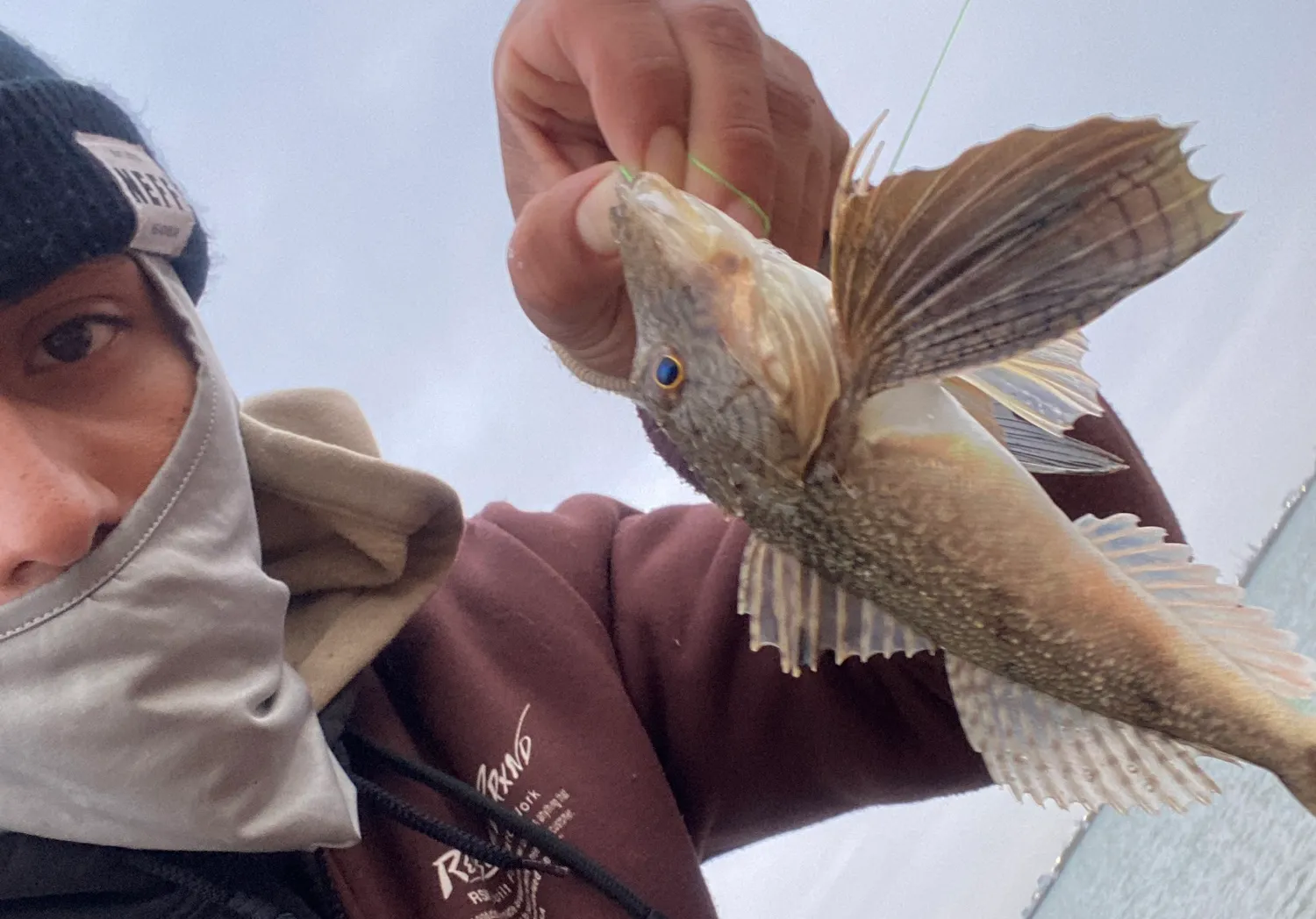 Bigmouth sculpin