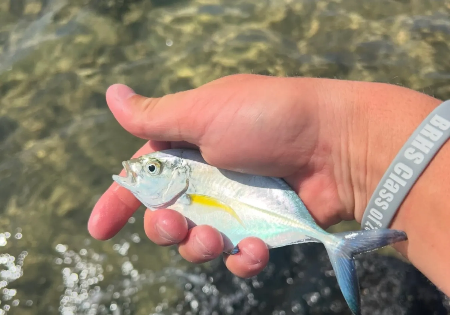 Bluefin trevally