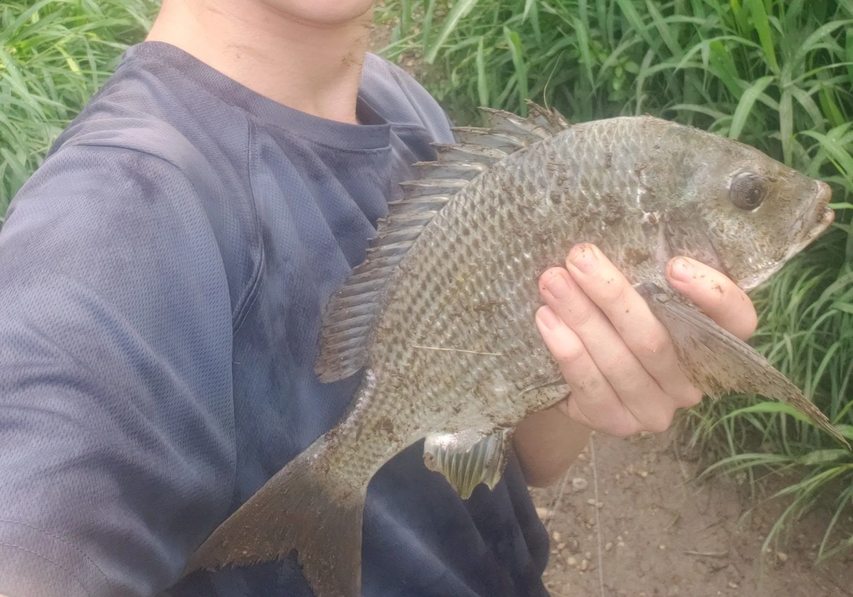 Pacific seabream