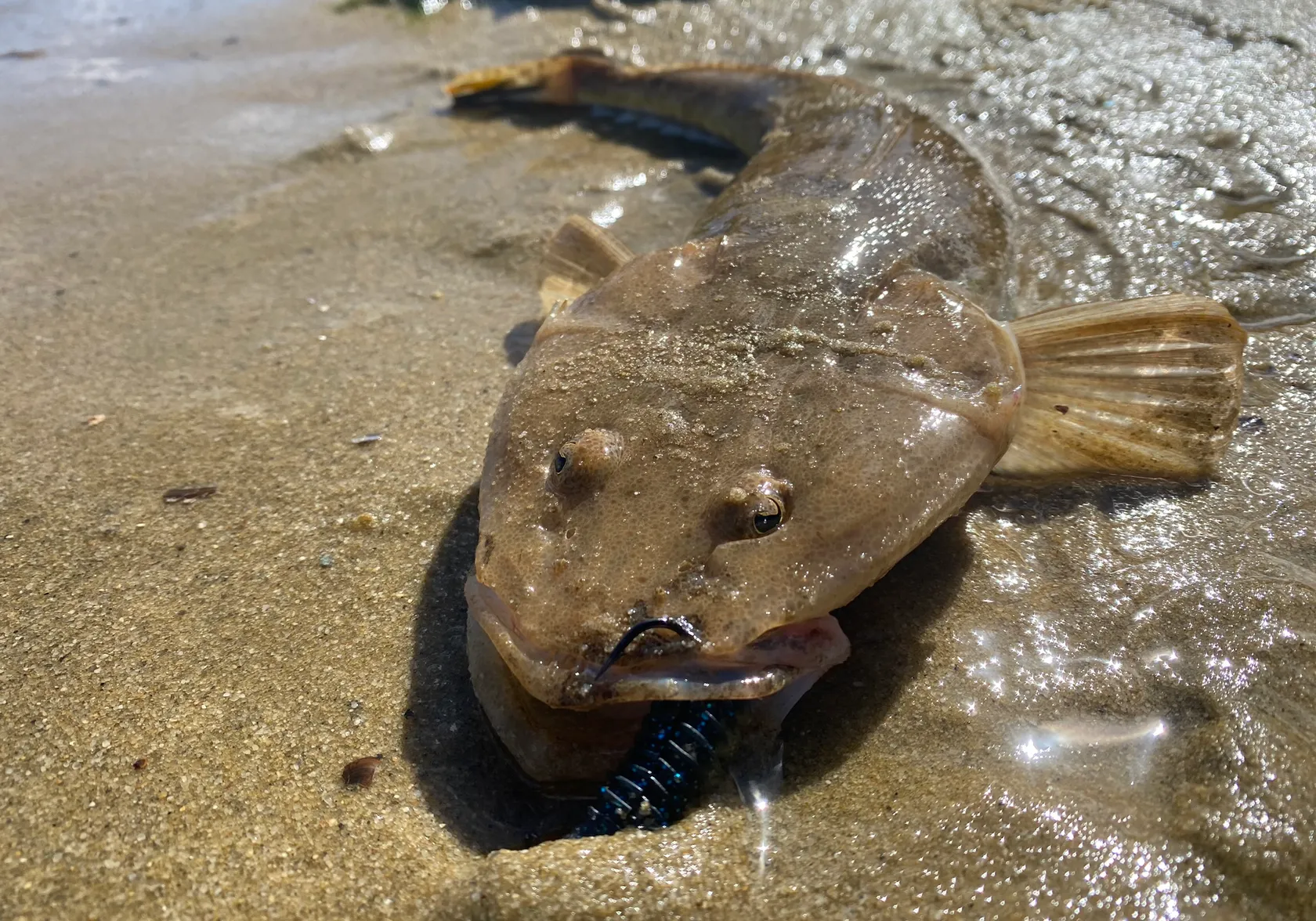 Bartail flathead