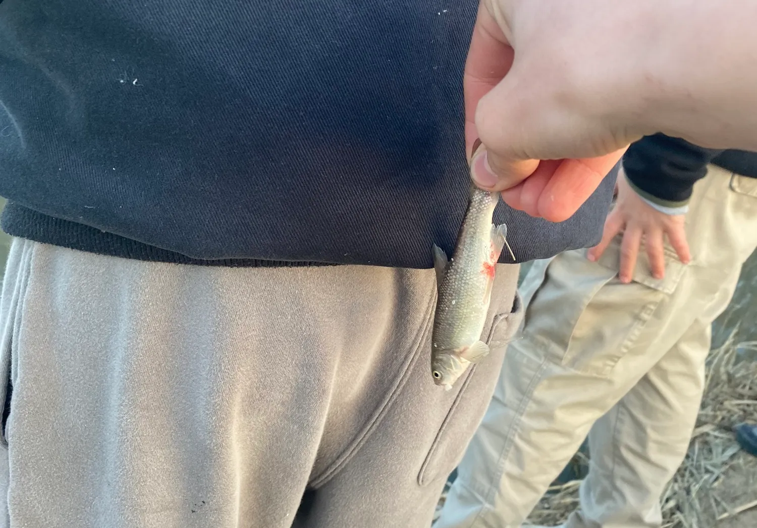 Utah chub