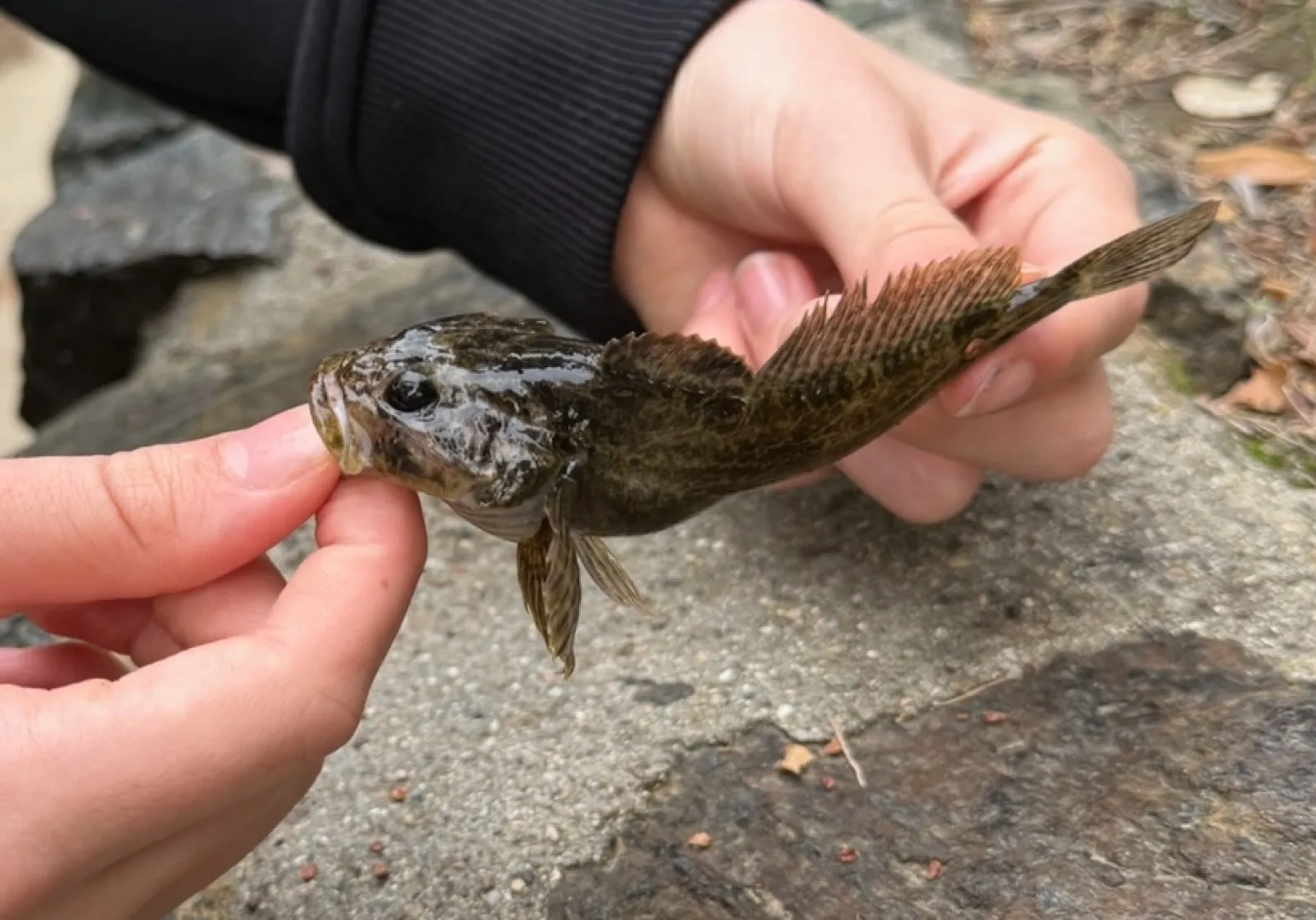 Prickly sculpin