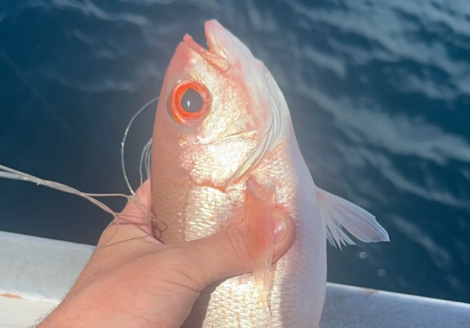 Vermilion snapper