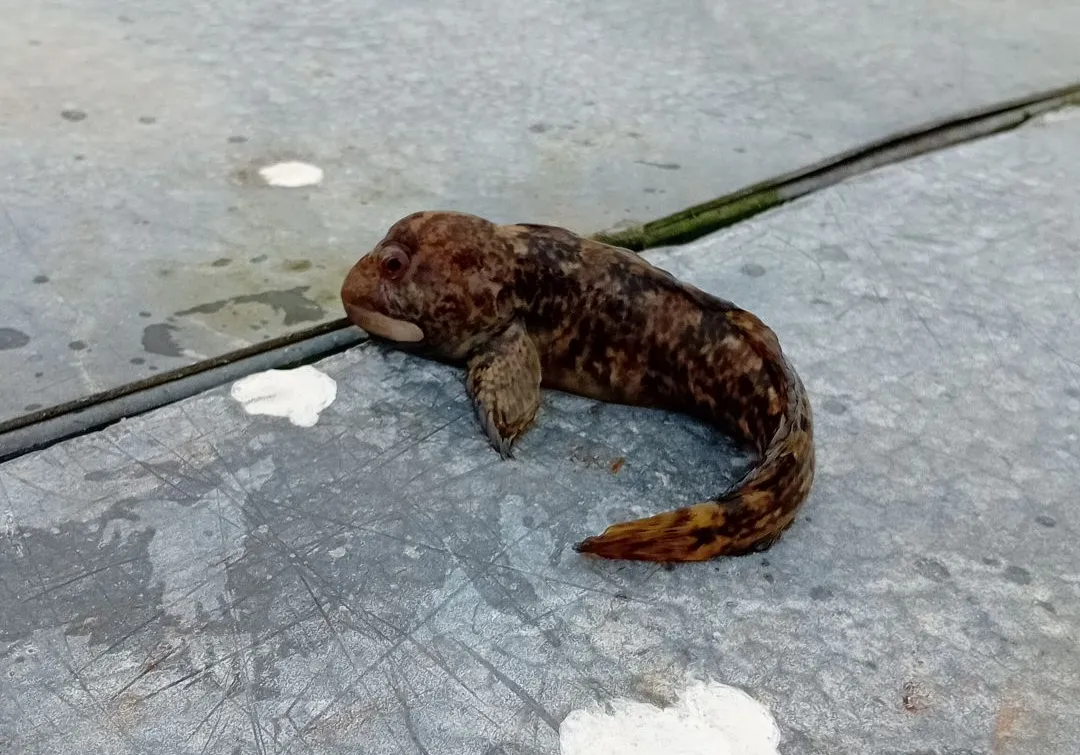 Common goby