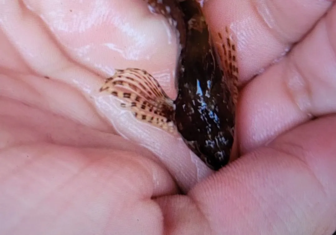 Tidepool sculpin