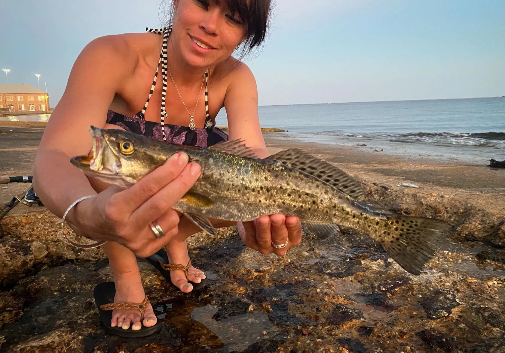 Spotted seatrout