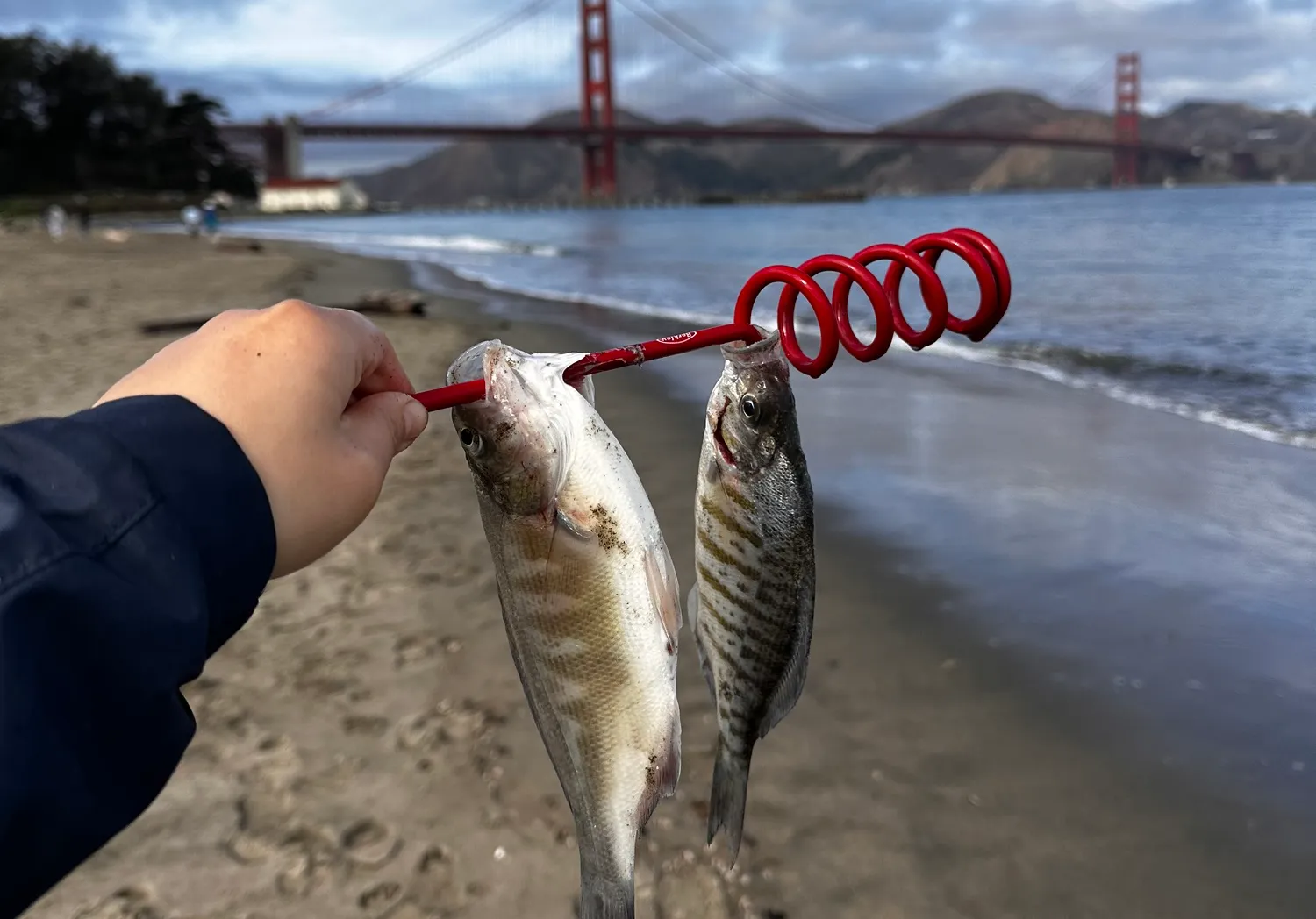 Barred surfperch