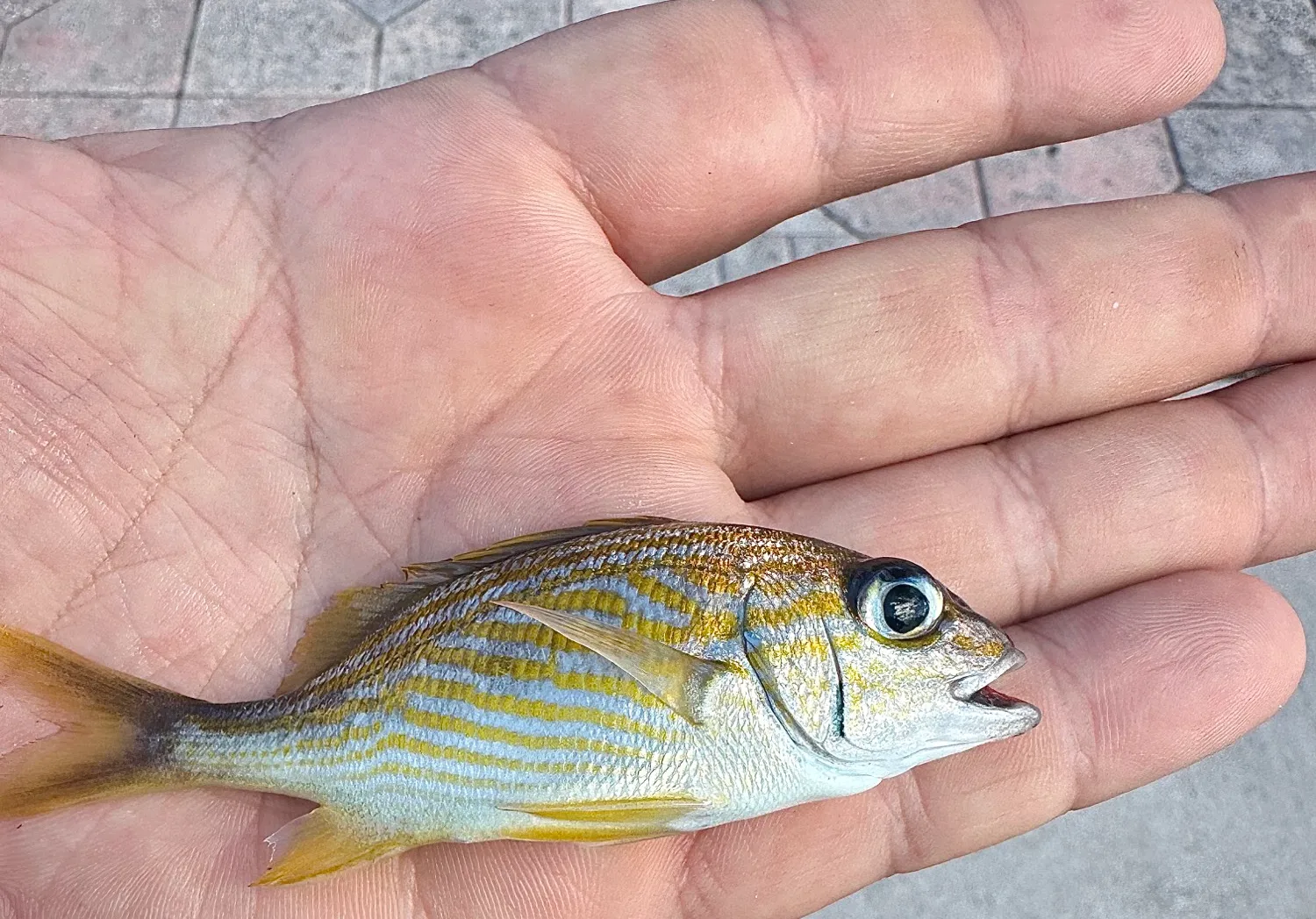 Spanish flag snapper