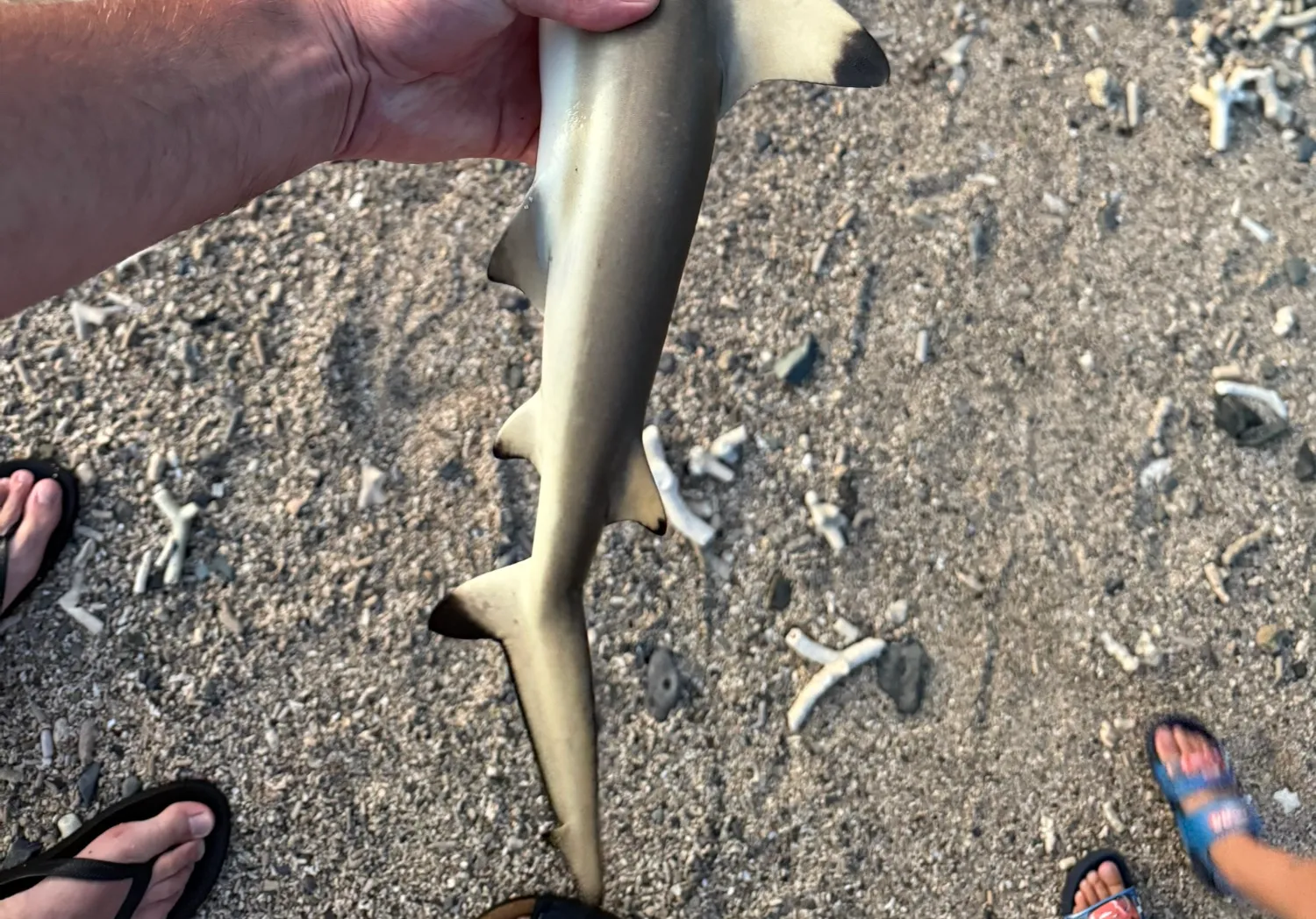 Blacktip reef shark