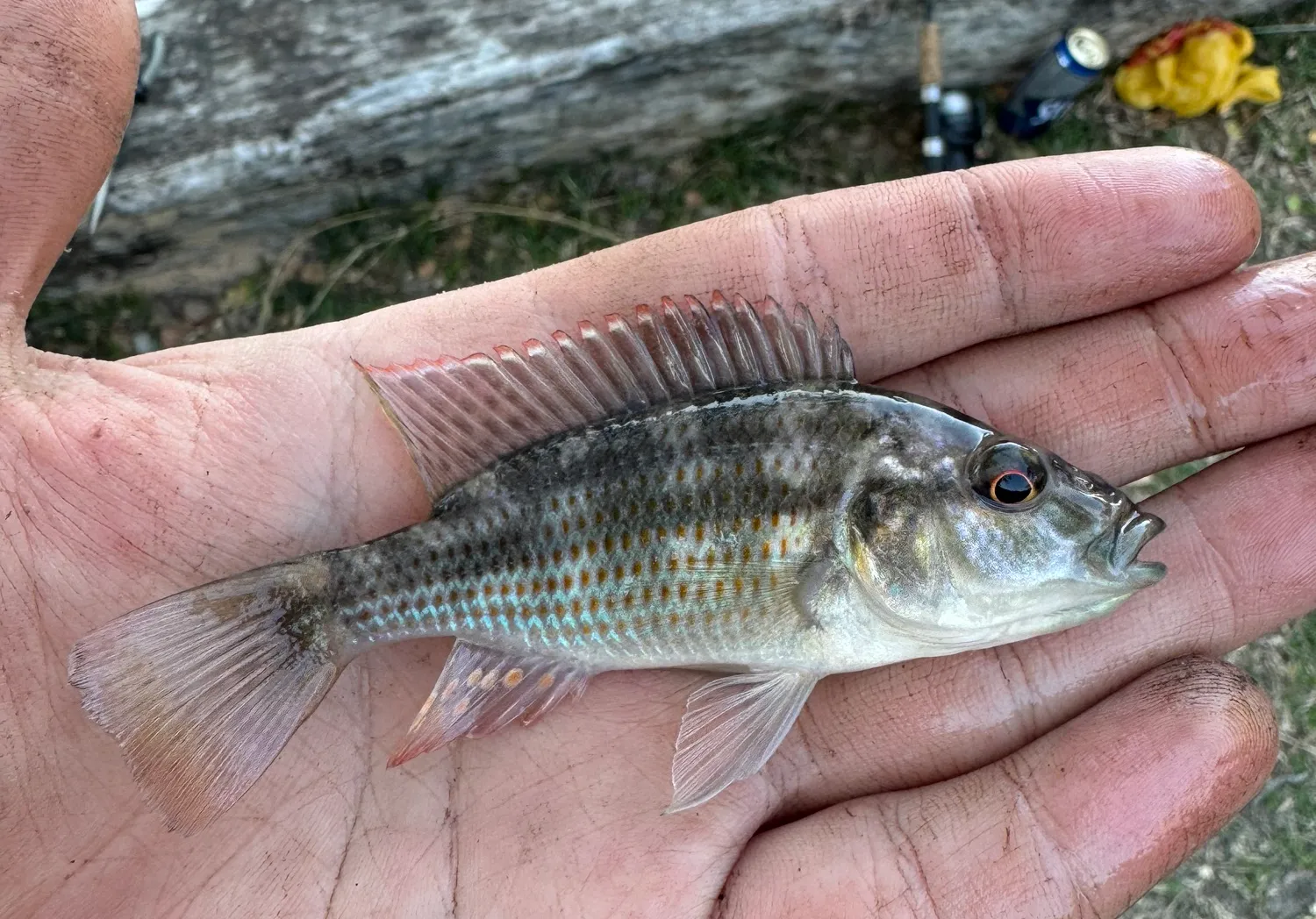 Three spotted tilapia