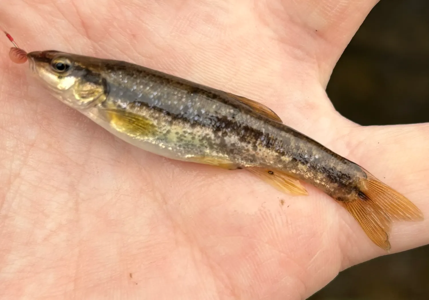 Western blacknose dace