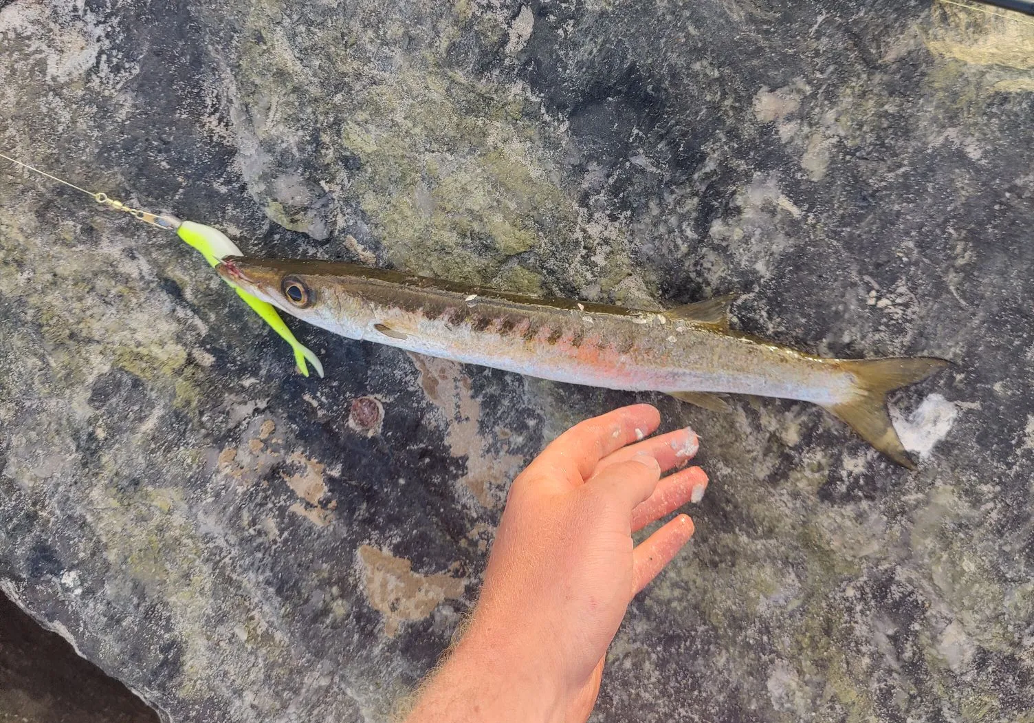 Australian barracuda