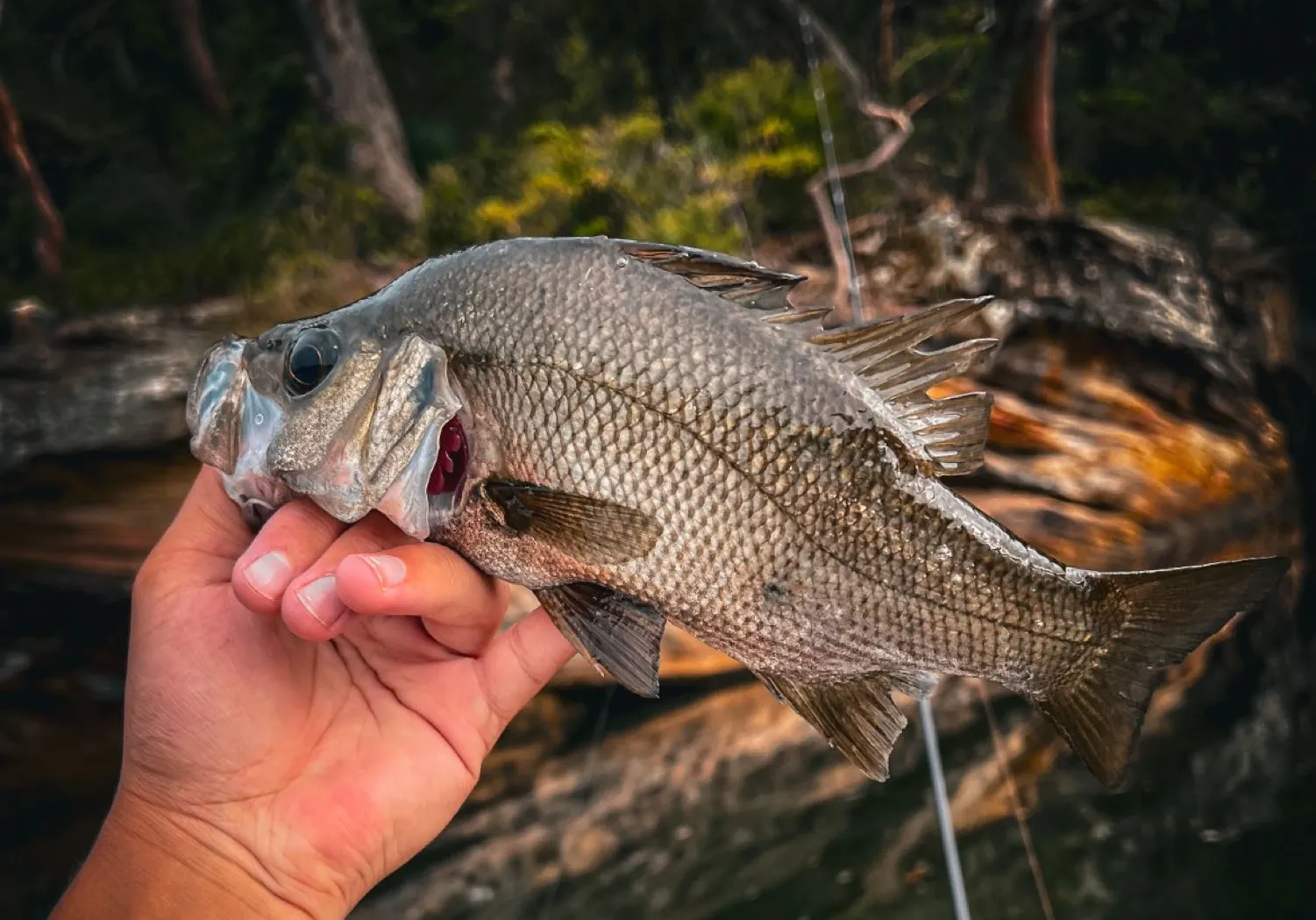 Estuary perch