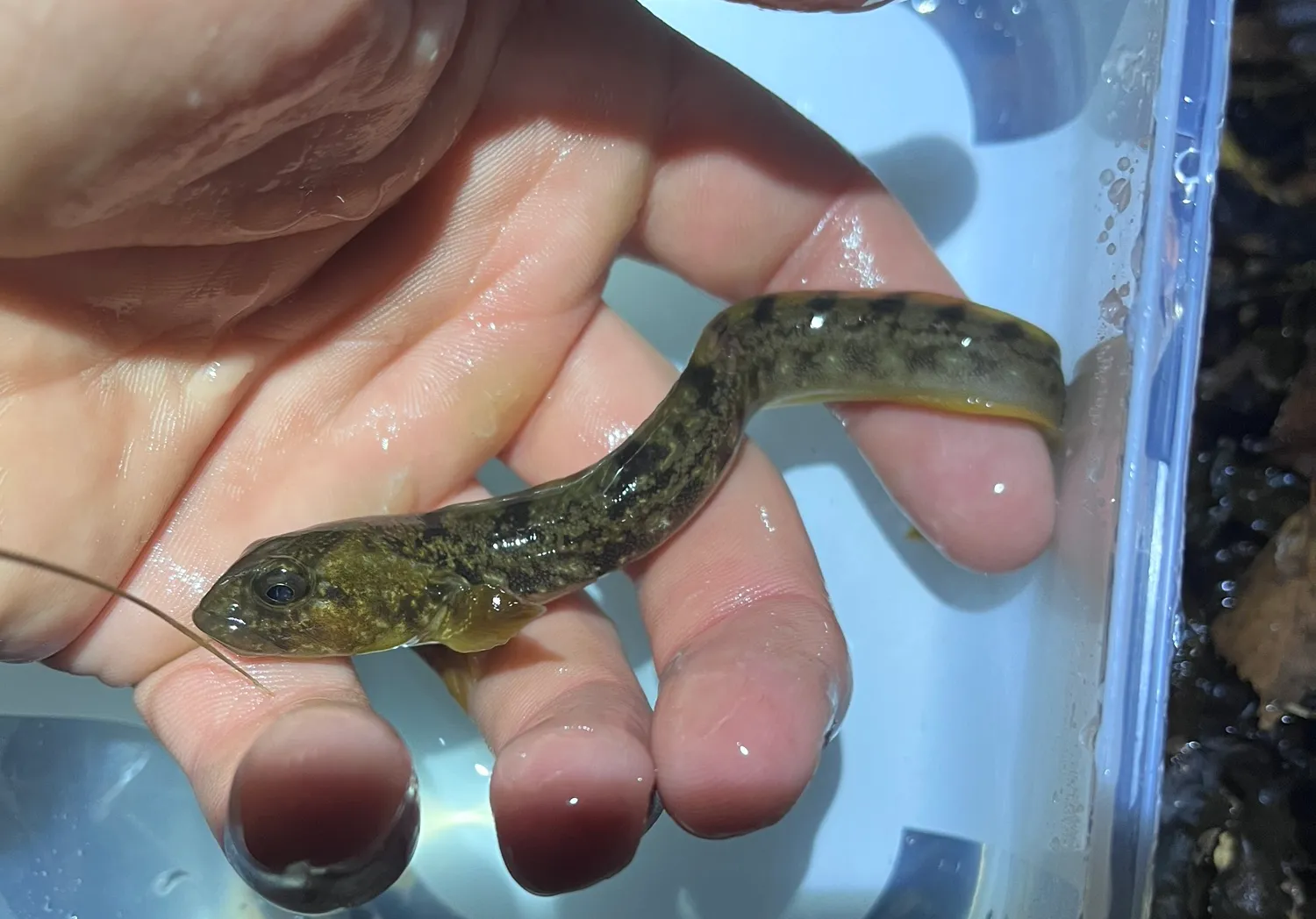 European eelpout