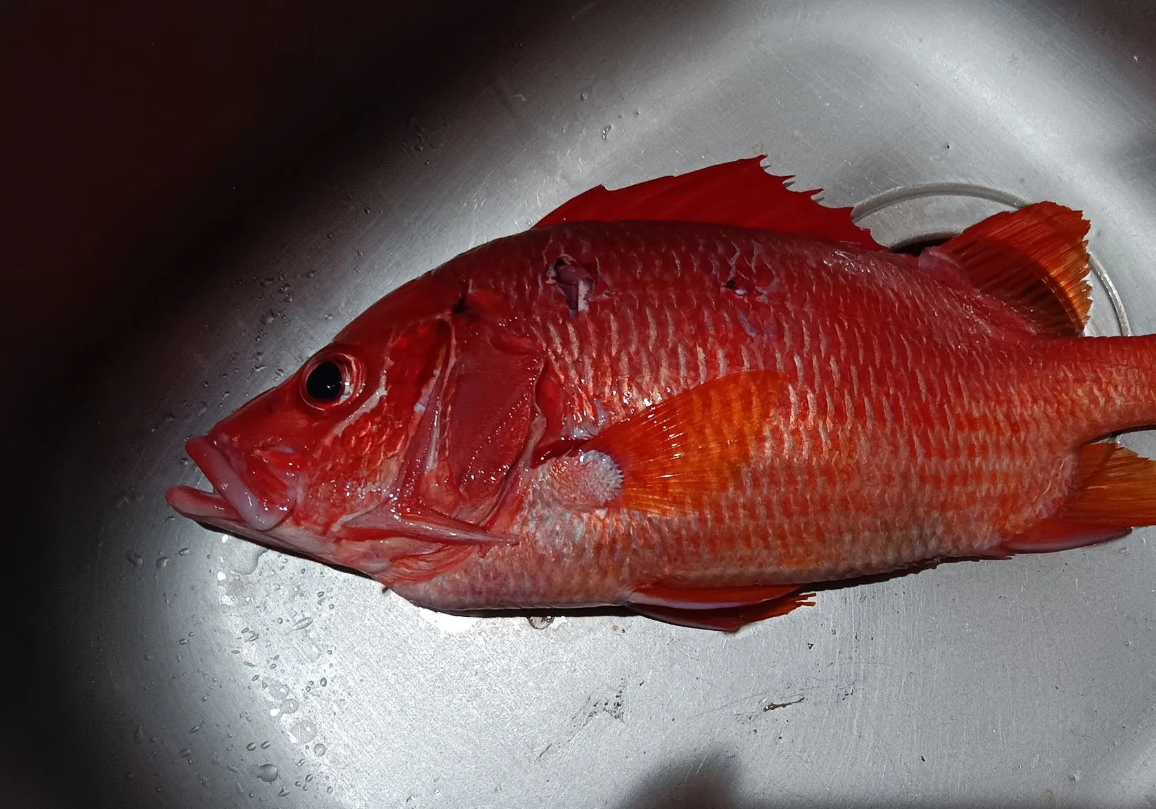 Sabre squirrelfish