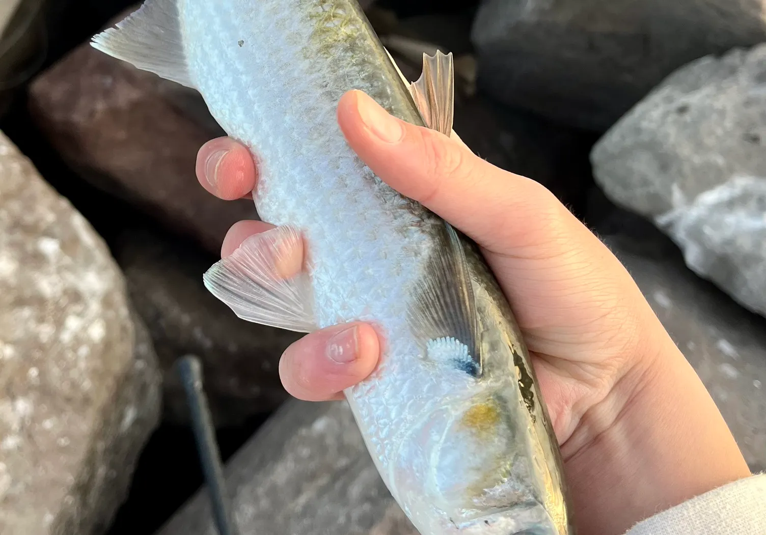 Striped mullet