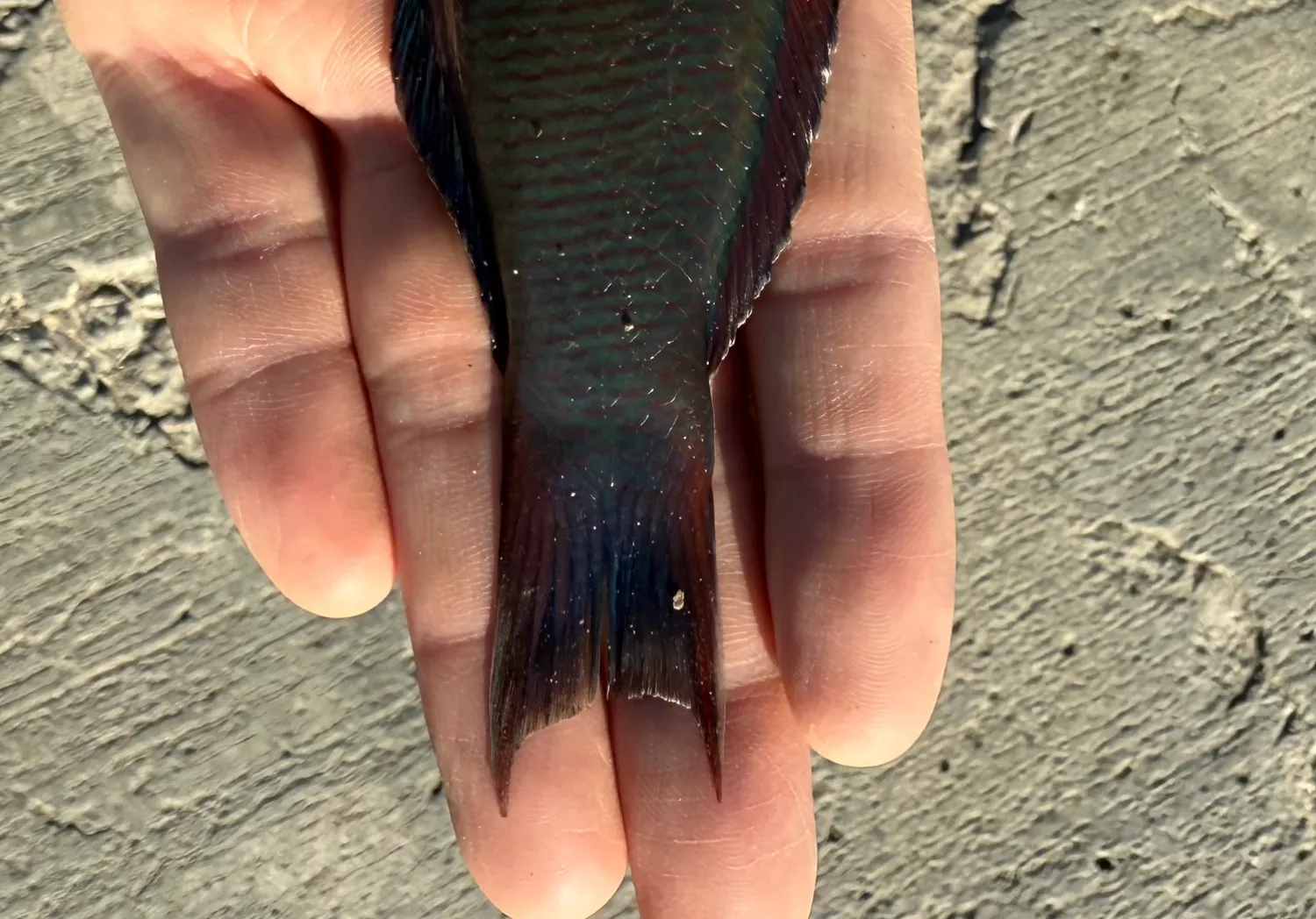 Saddle wrasse