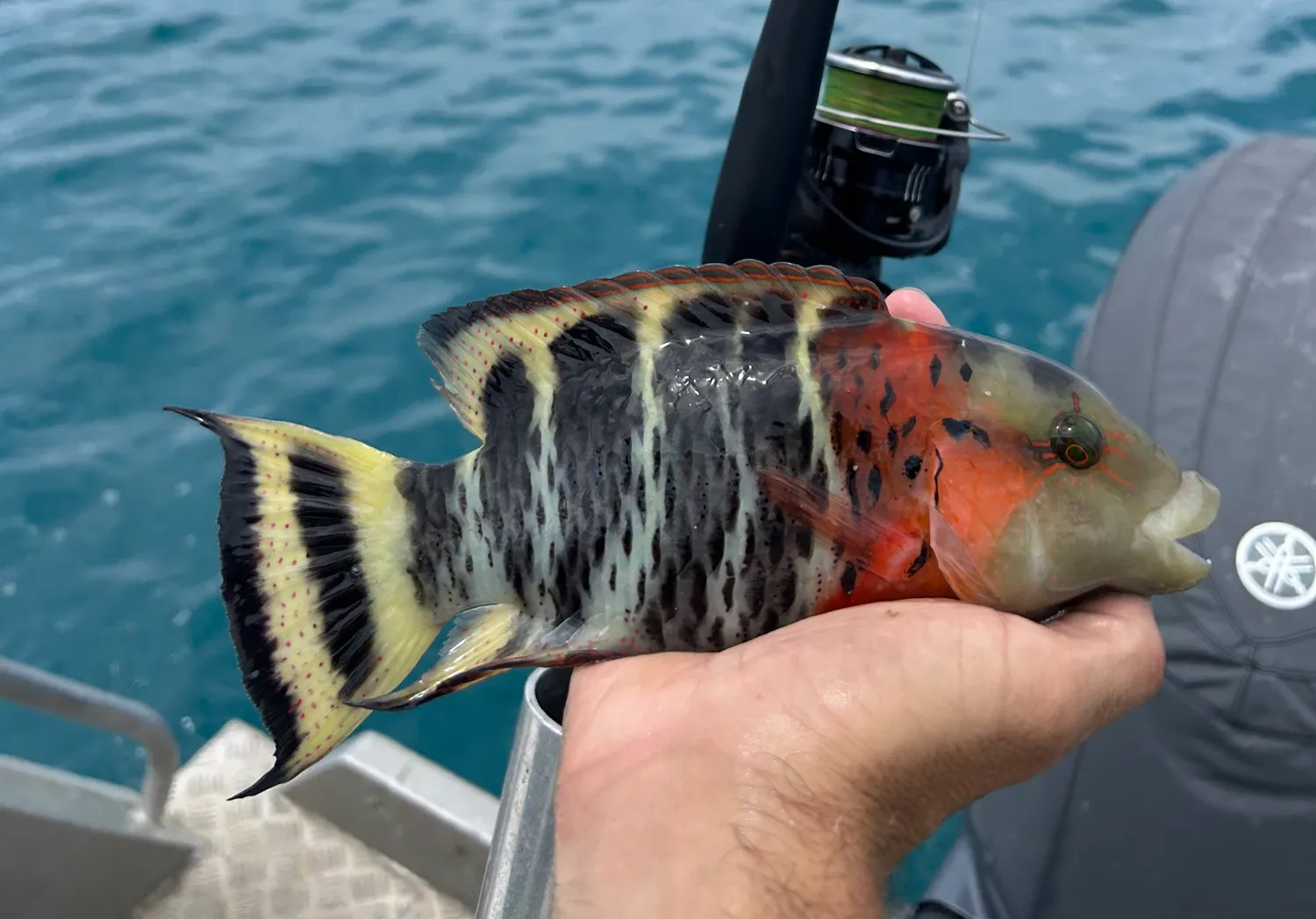 Redbreasted wrasse