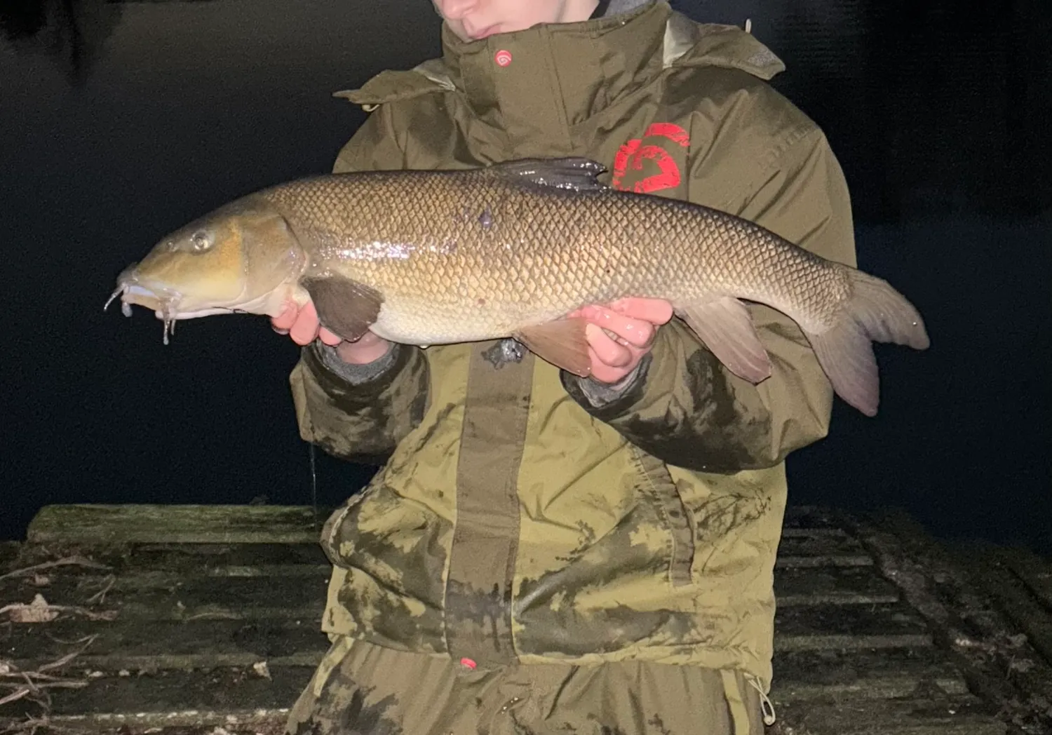 Common barbel