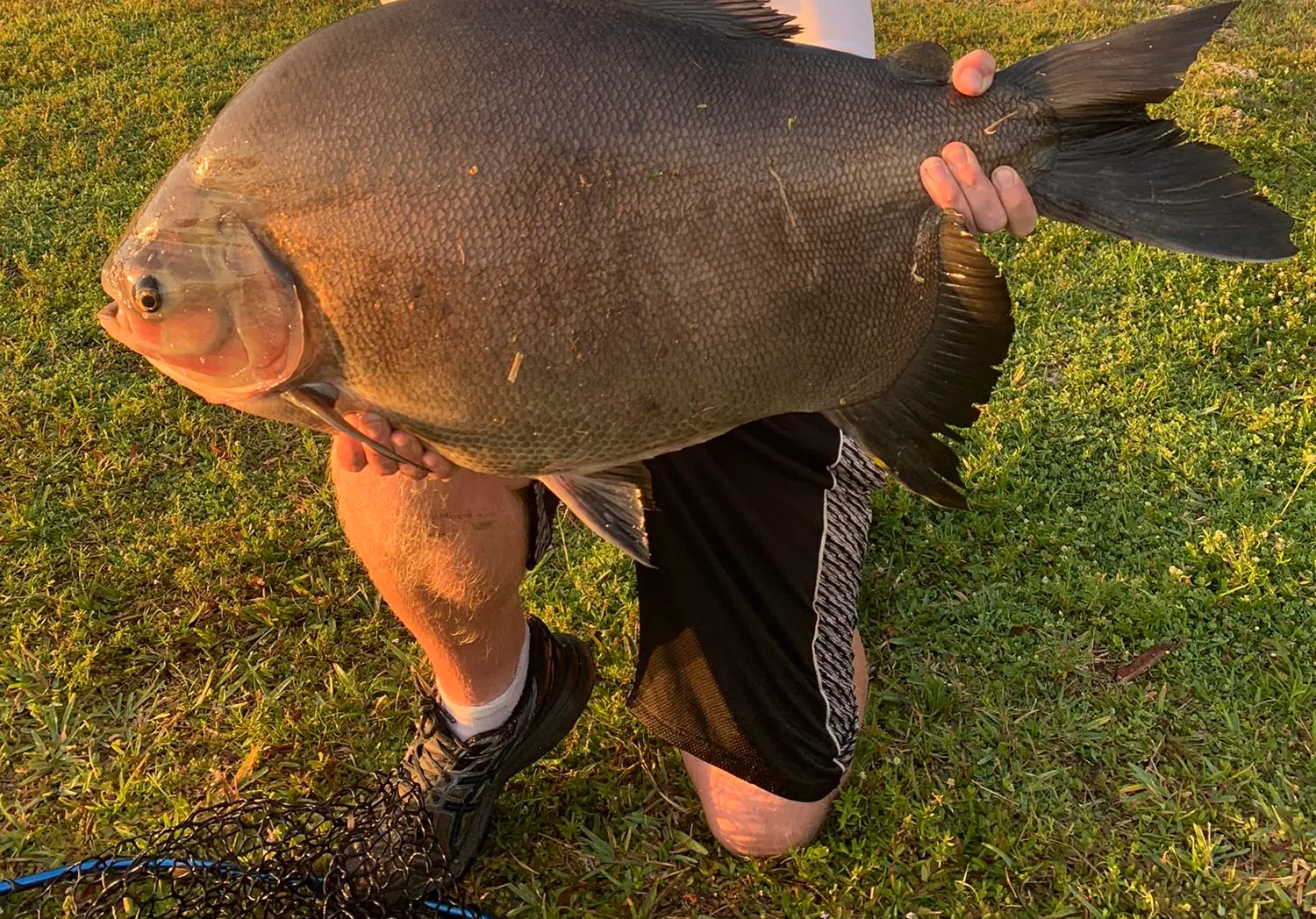 Small-scaled pacu