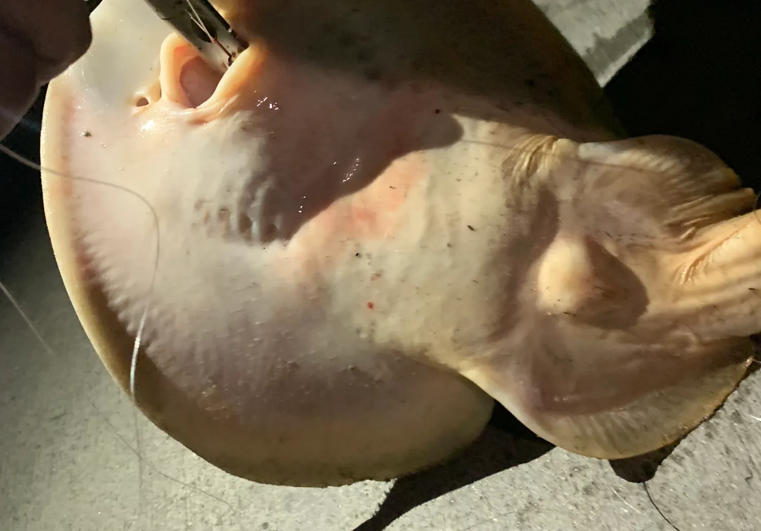 Haller's round ray