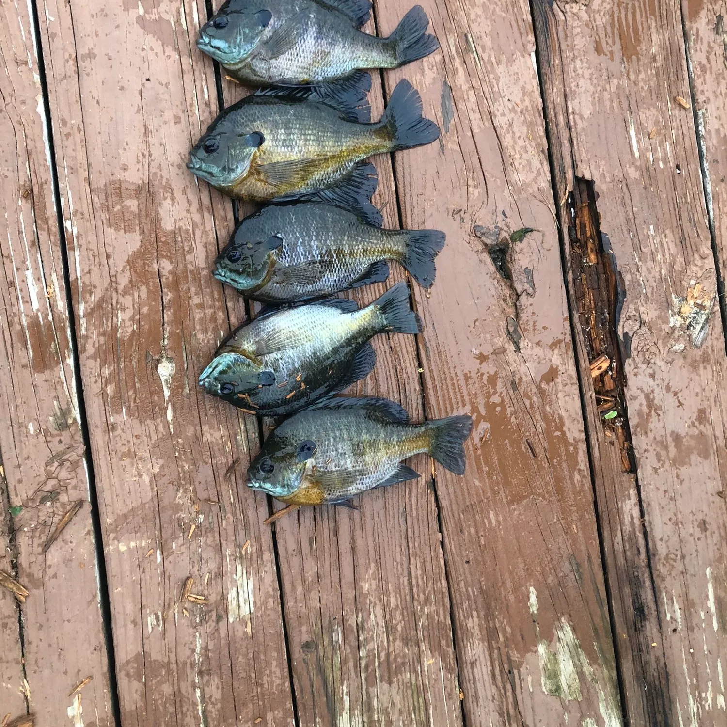 recently logged catches