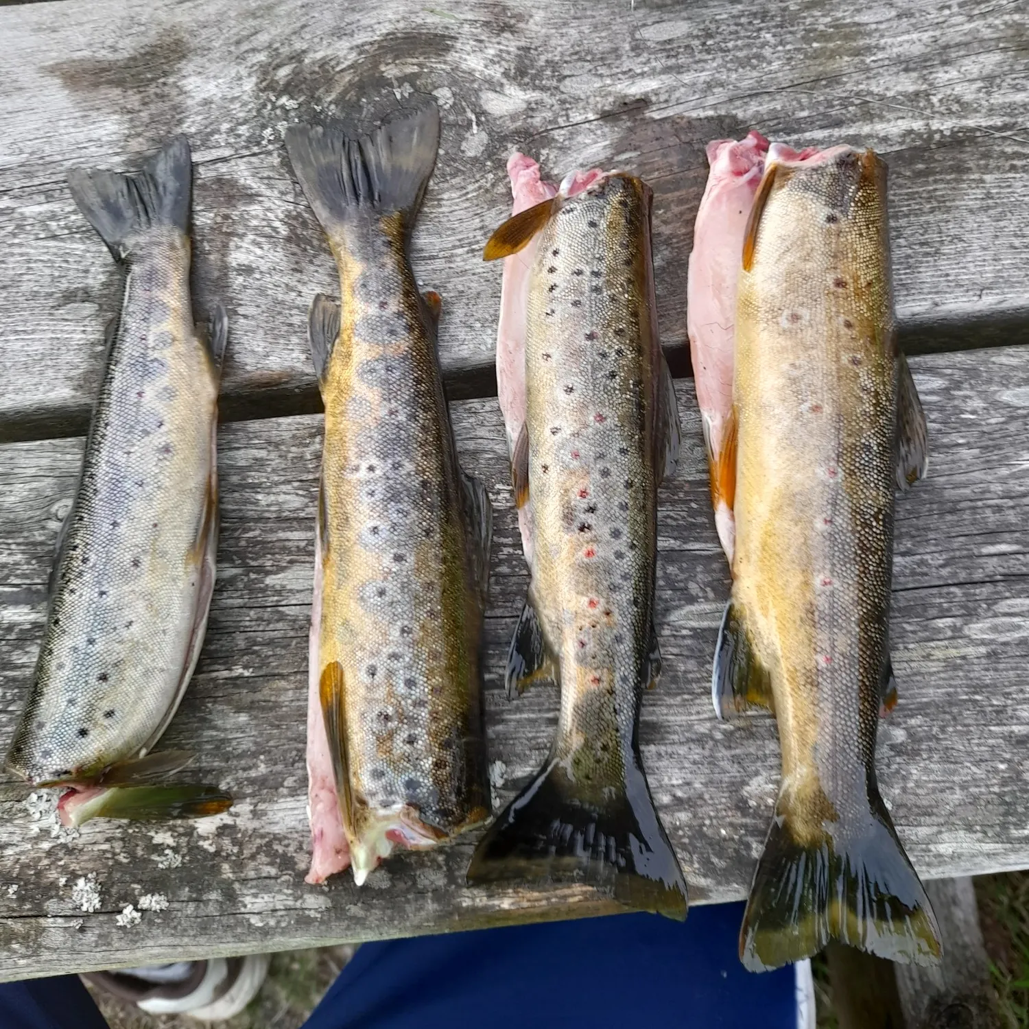 recently logged catches