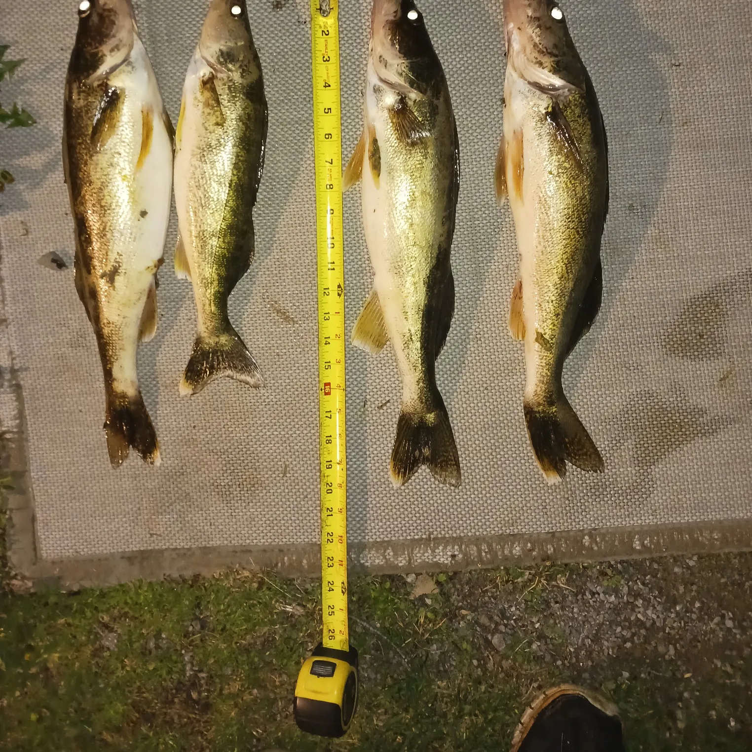 recently logged catches