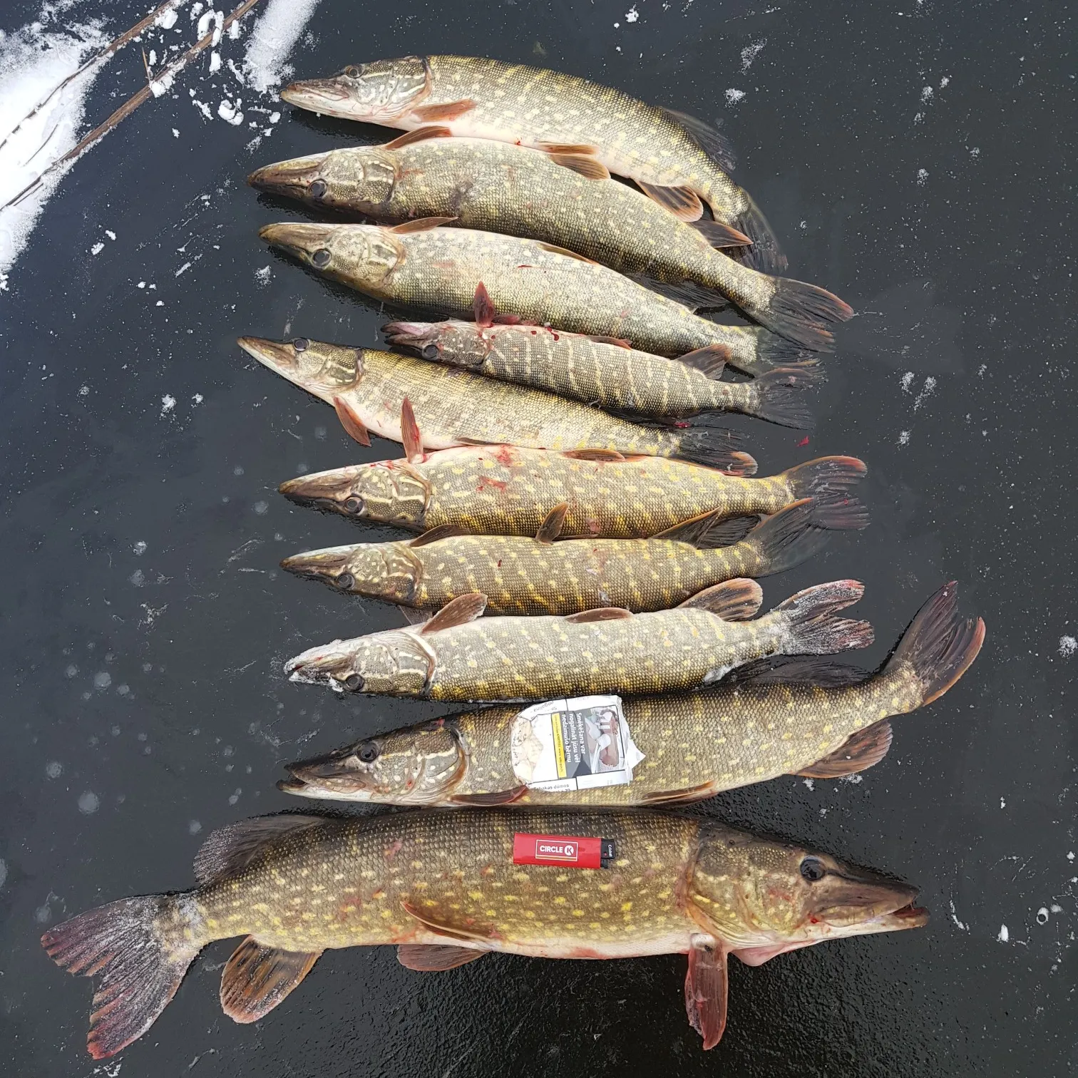 recently logged catches