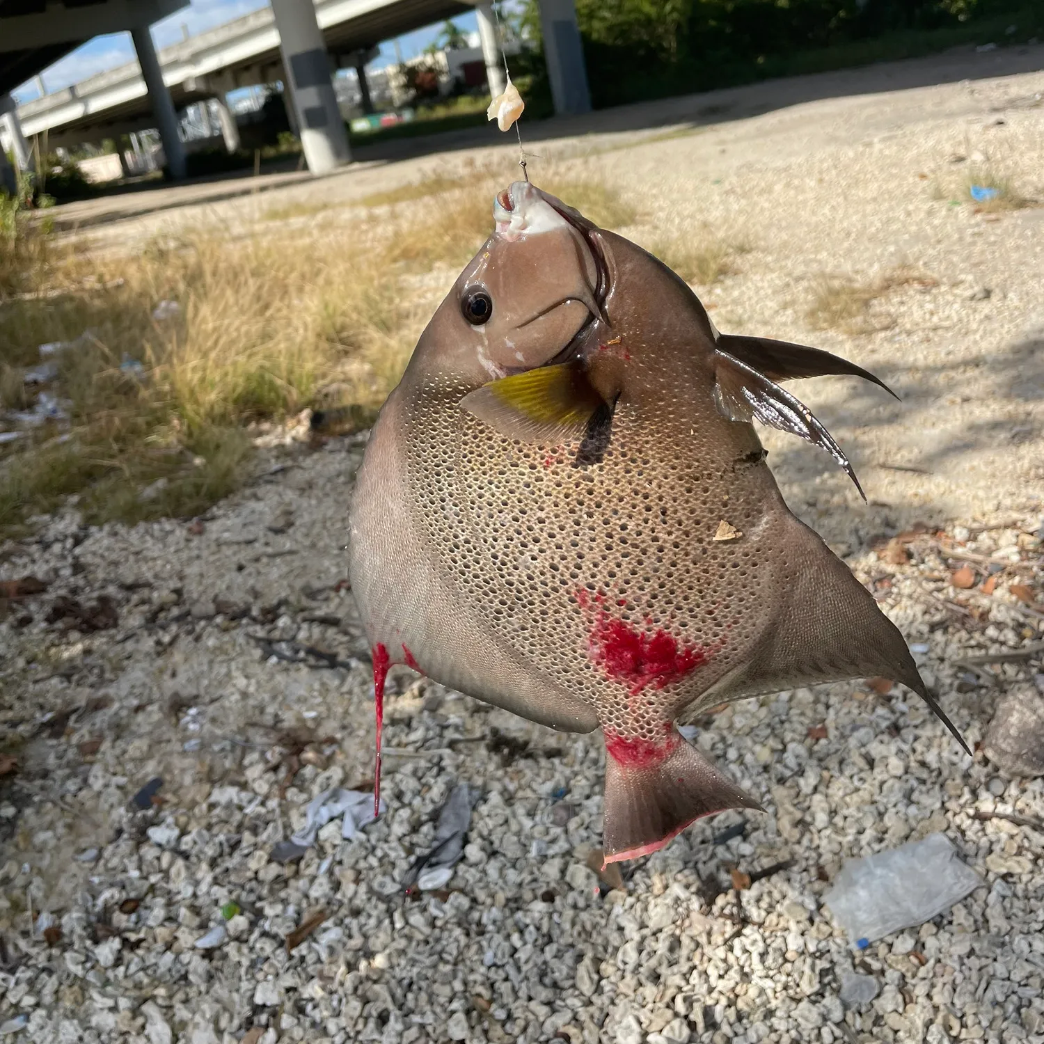 The most popular recent Gray angelfish catch on Fishbrain