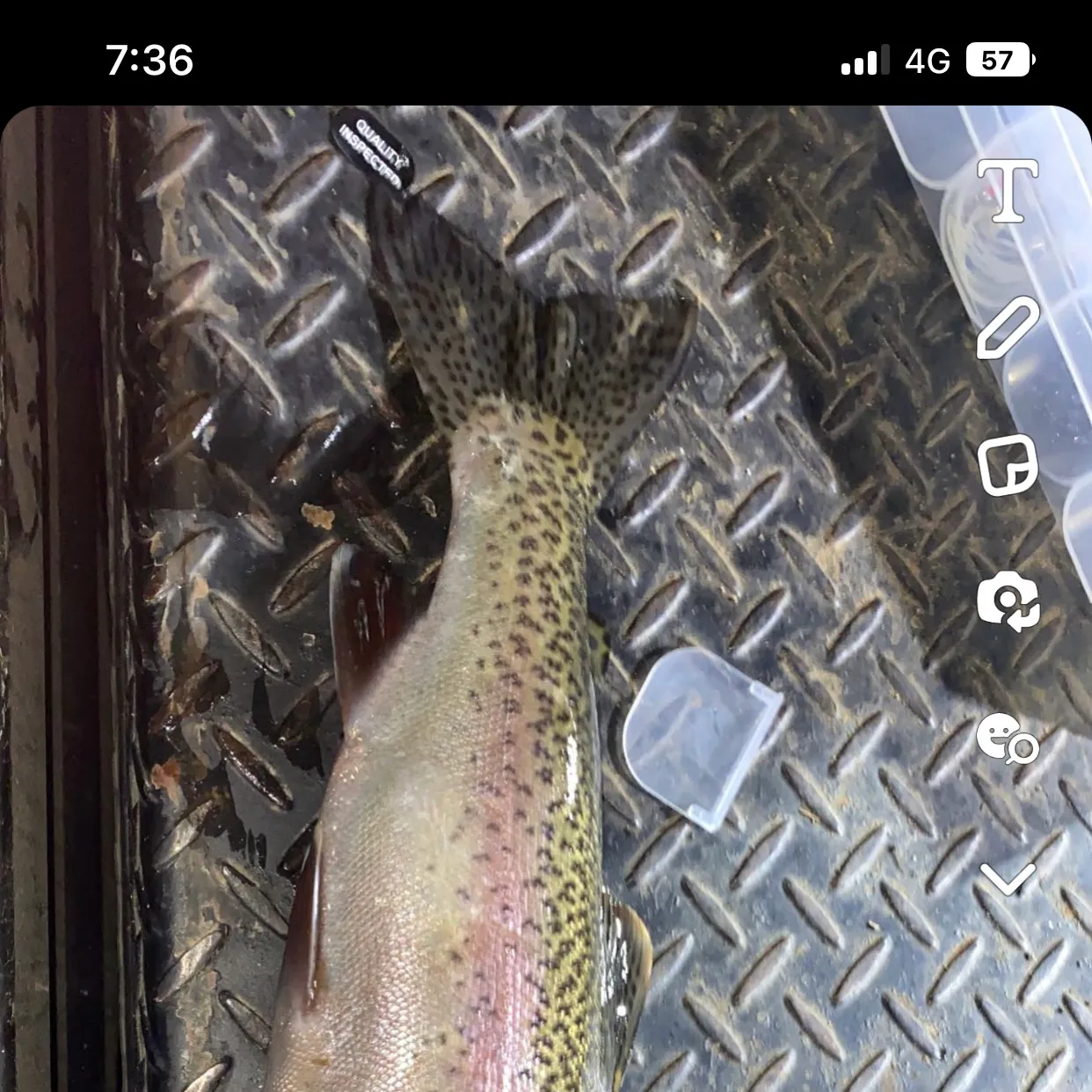 recently logged catches