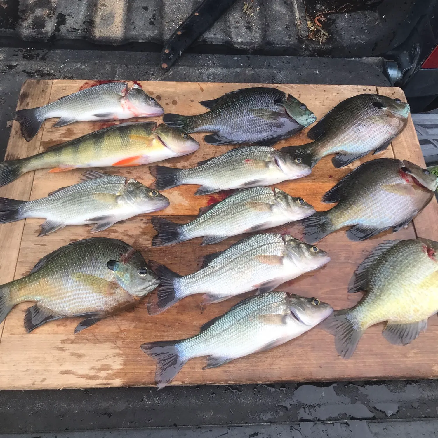 recently logged catches