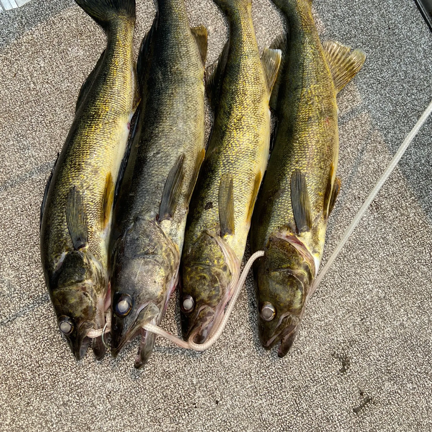 recently logged catches