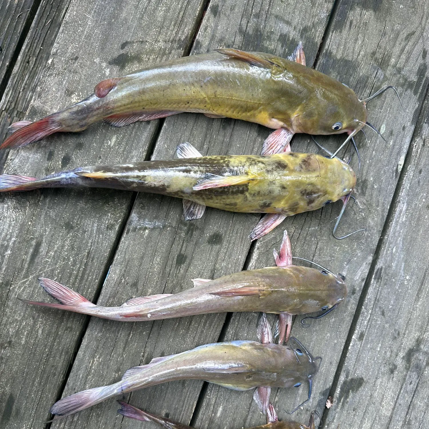 recently logged catches