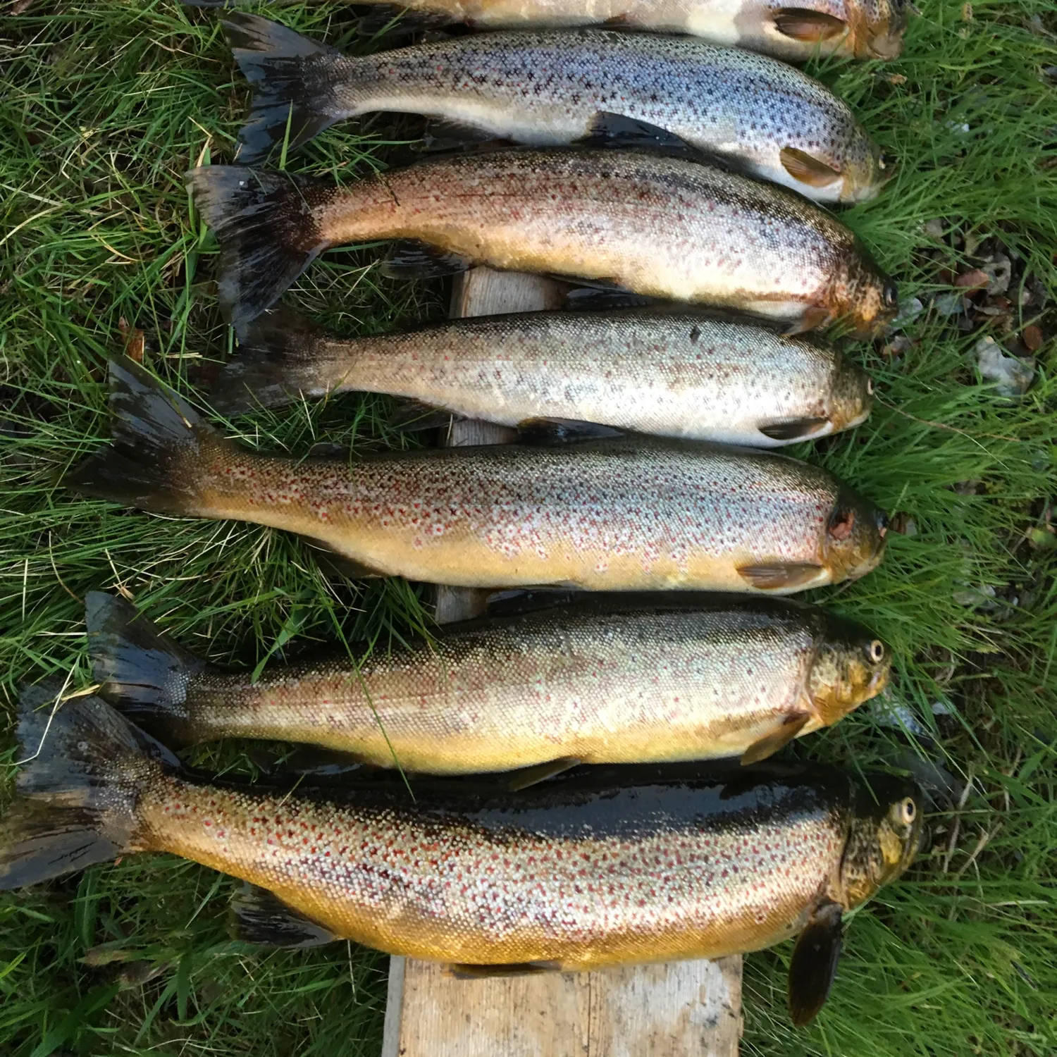 recently logged catches