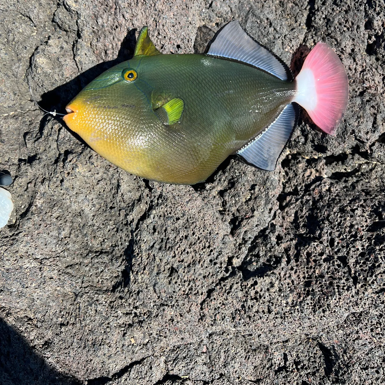 The most popular recent Pinktail triggerfish catch on Fishbrain