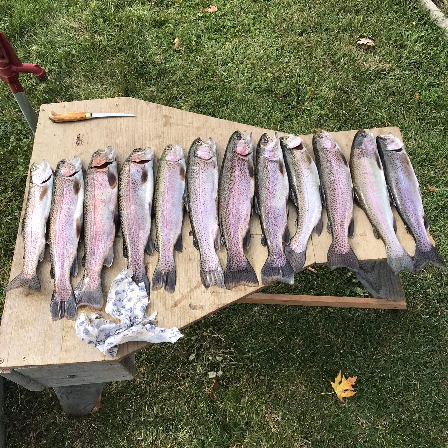 recently logged catches