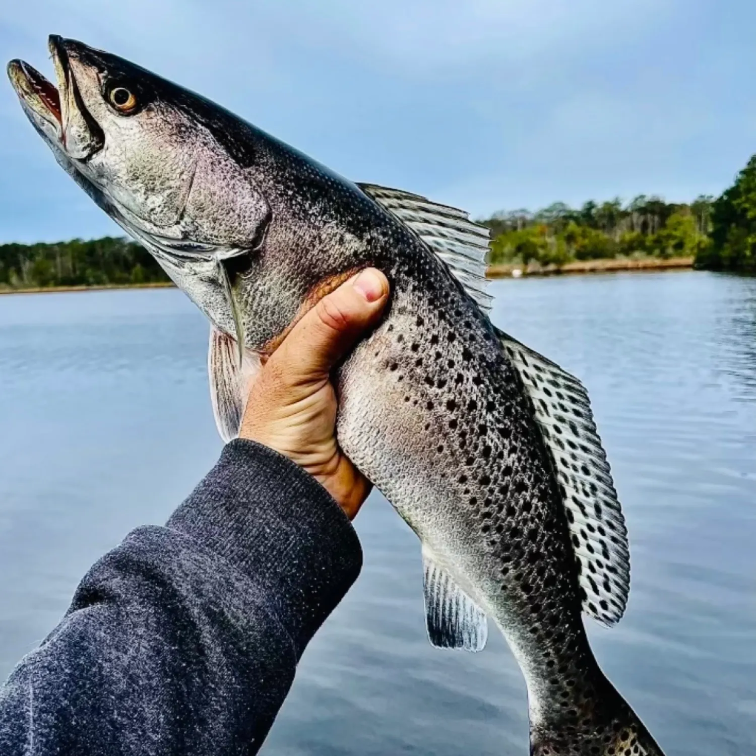 The most popular recent Gray weakfish catch on Fishbrain