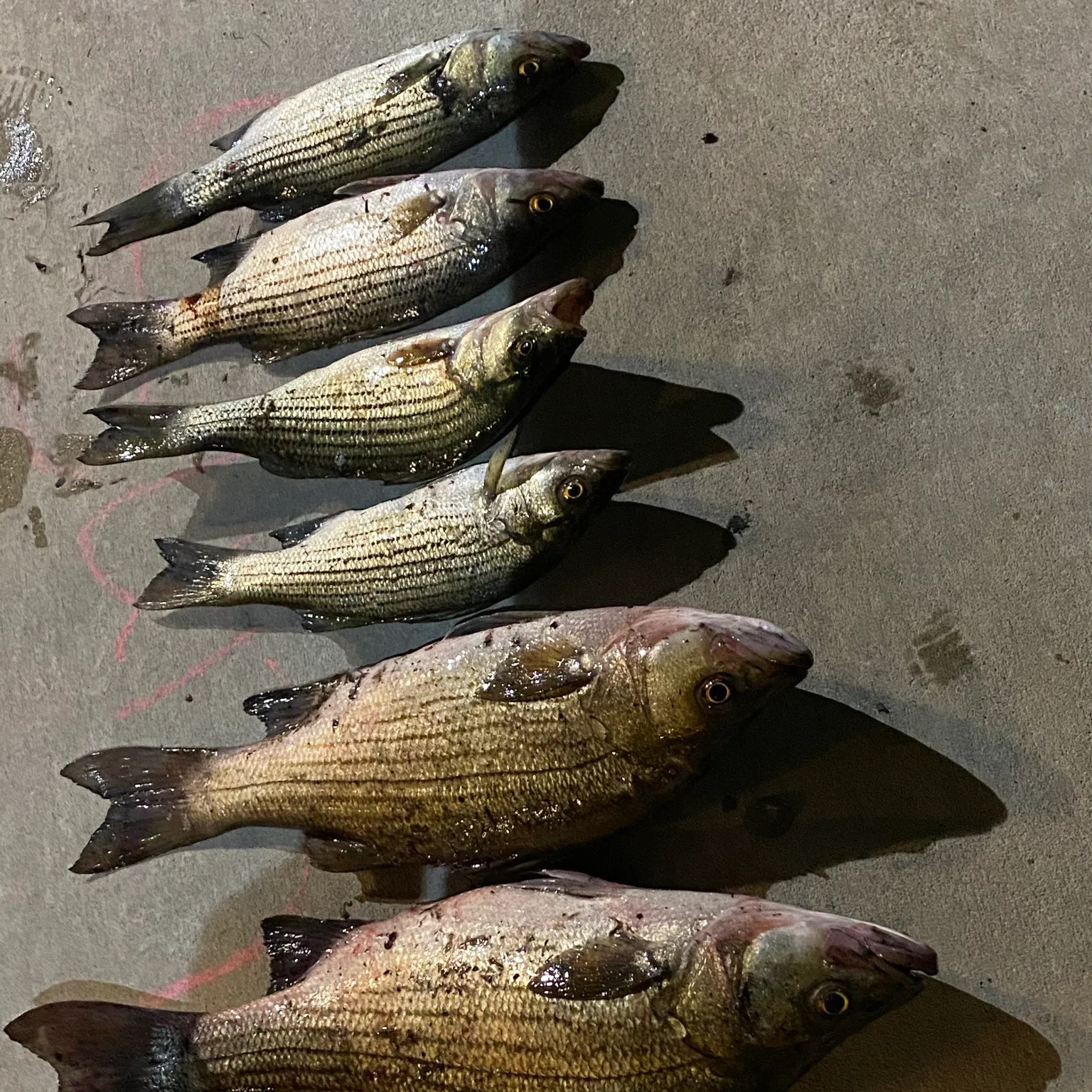 recently logged catches